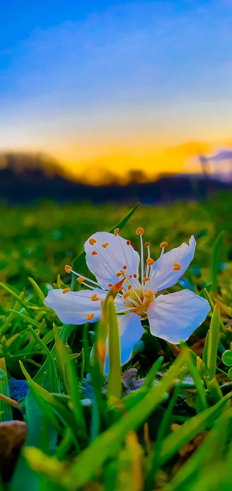 Flower, colourful, evening, full, green, graphy, sunset, white, yellow, HD phone wallpaper
