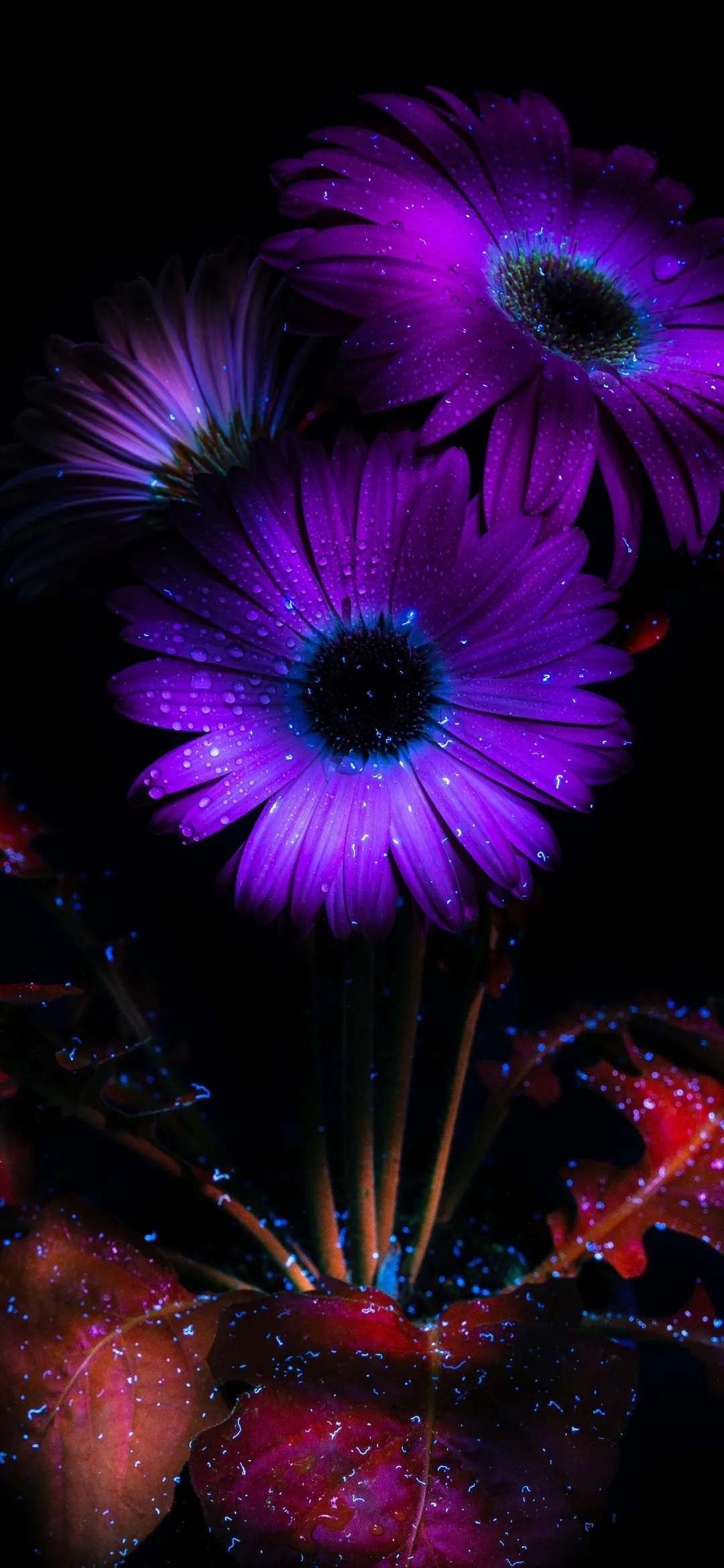 Purple Flowers Wallpaper 4K, Glowing, AMOLED, 8K