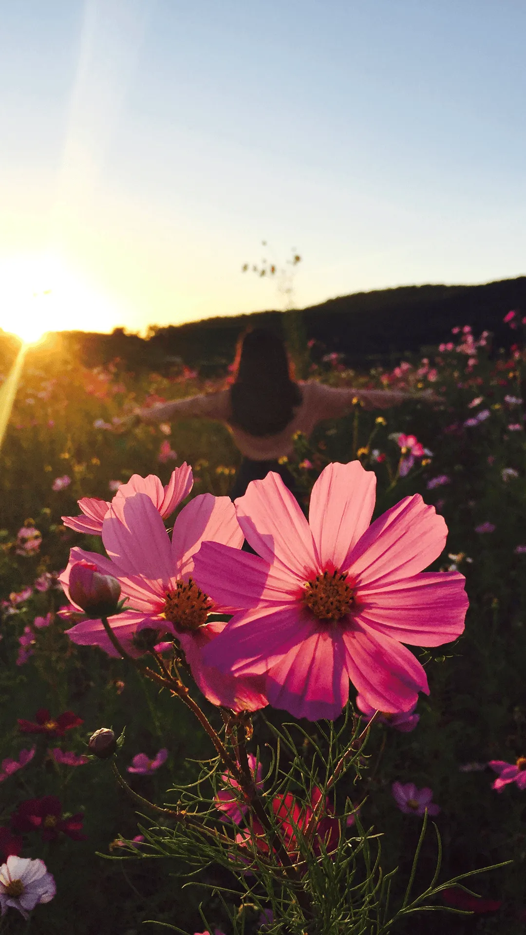 Wild Flowers HD Wallpaper for Android