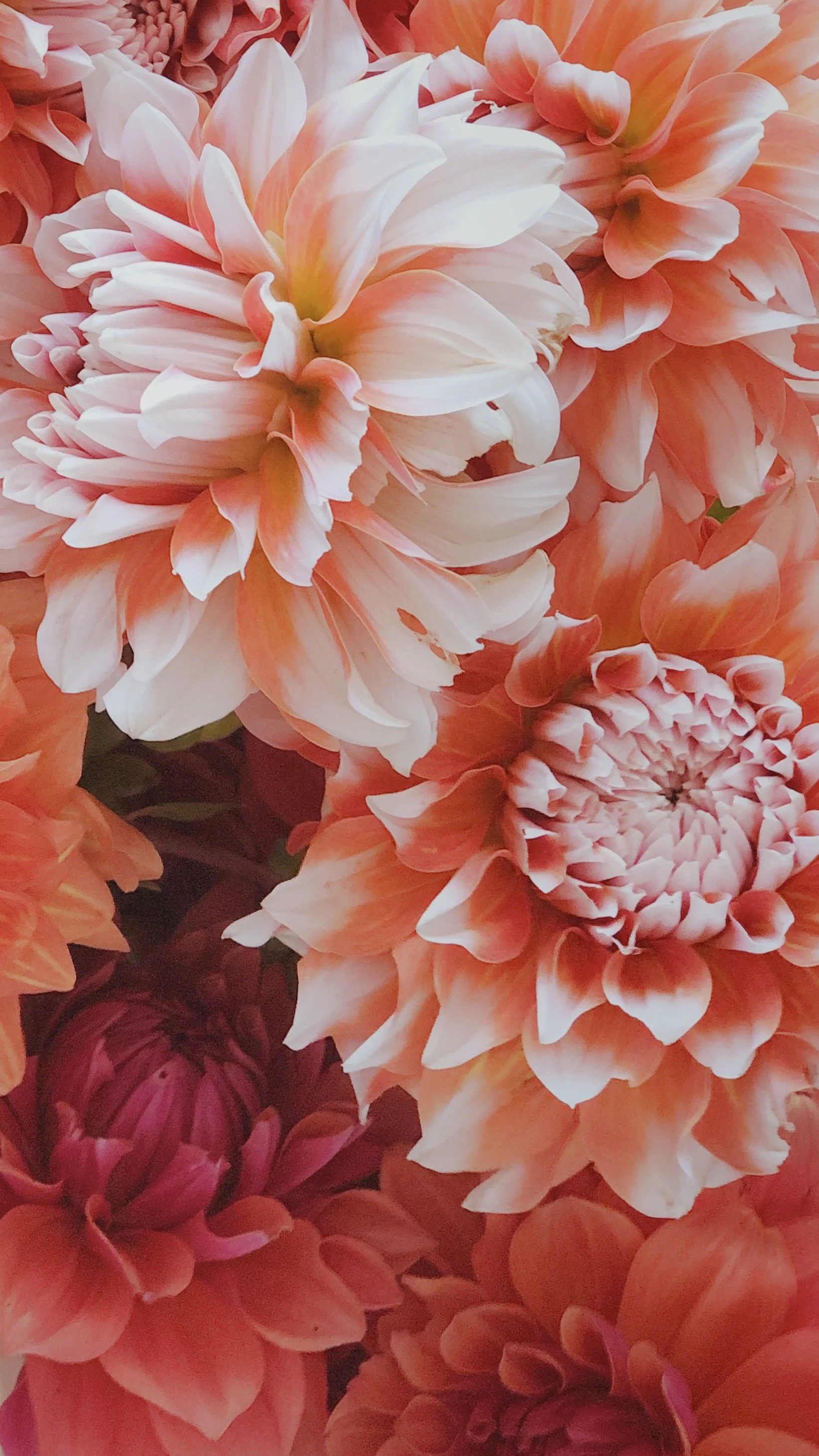 Downloadable Dahlia Wallpaper