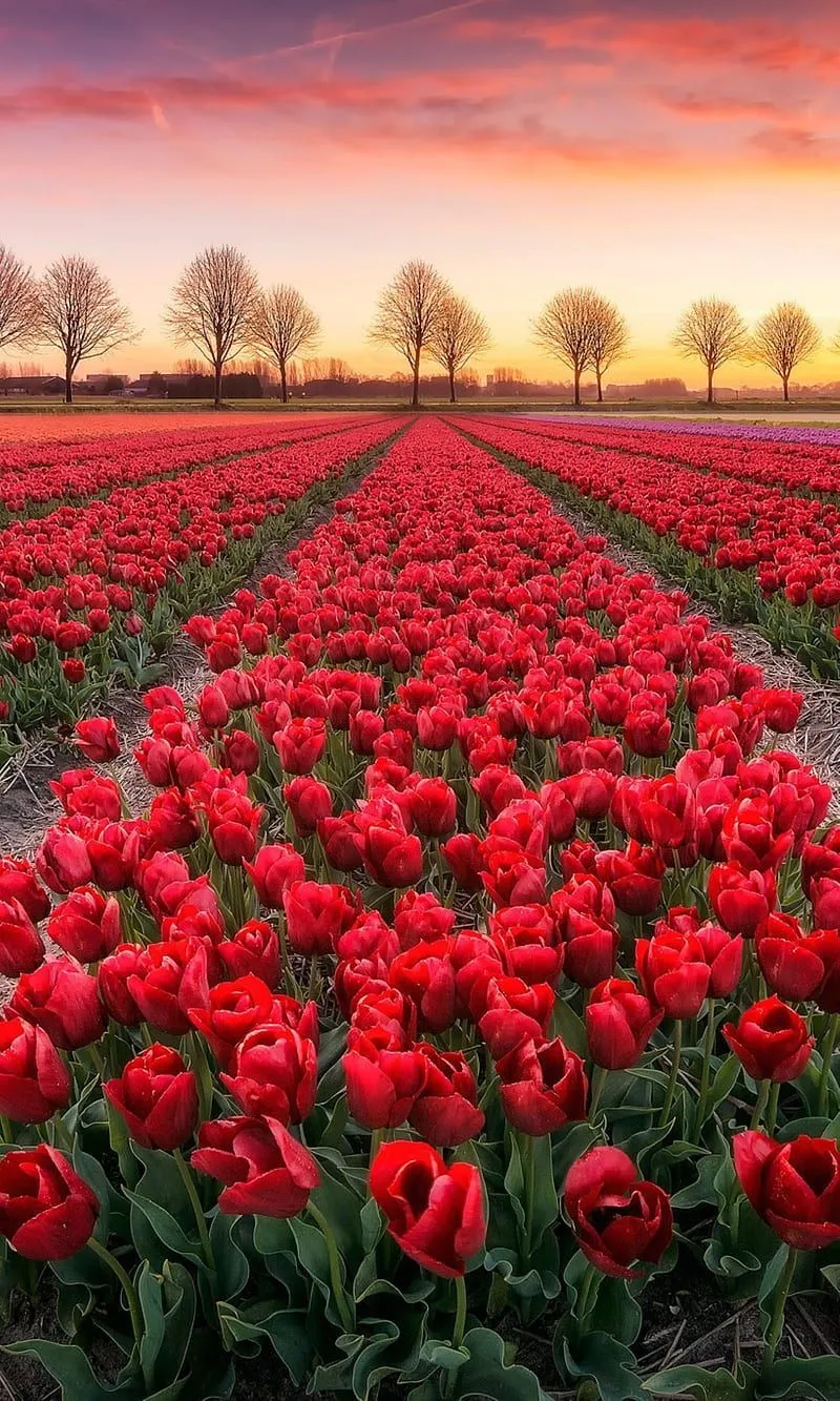 Garden flower 123, flower, garden, natures, rose, HD phone wallpaper