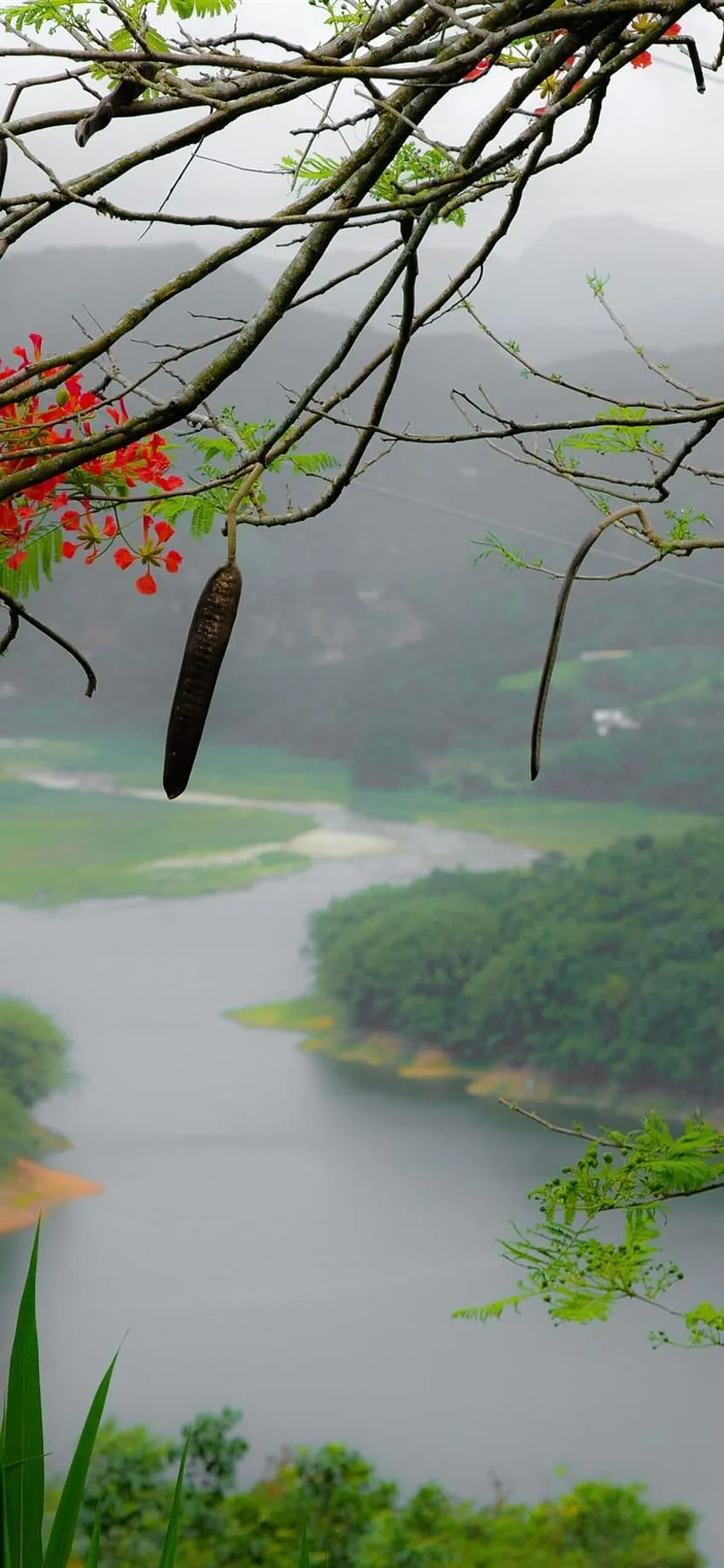 Puerto Rico, Flowers, Tree Branch, Mountains, River, Fog IPhone 8 7 6 6S Plus, Background, , Puerto Rican HD phone wallpaper