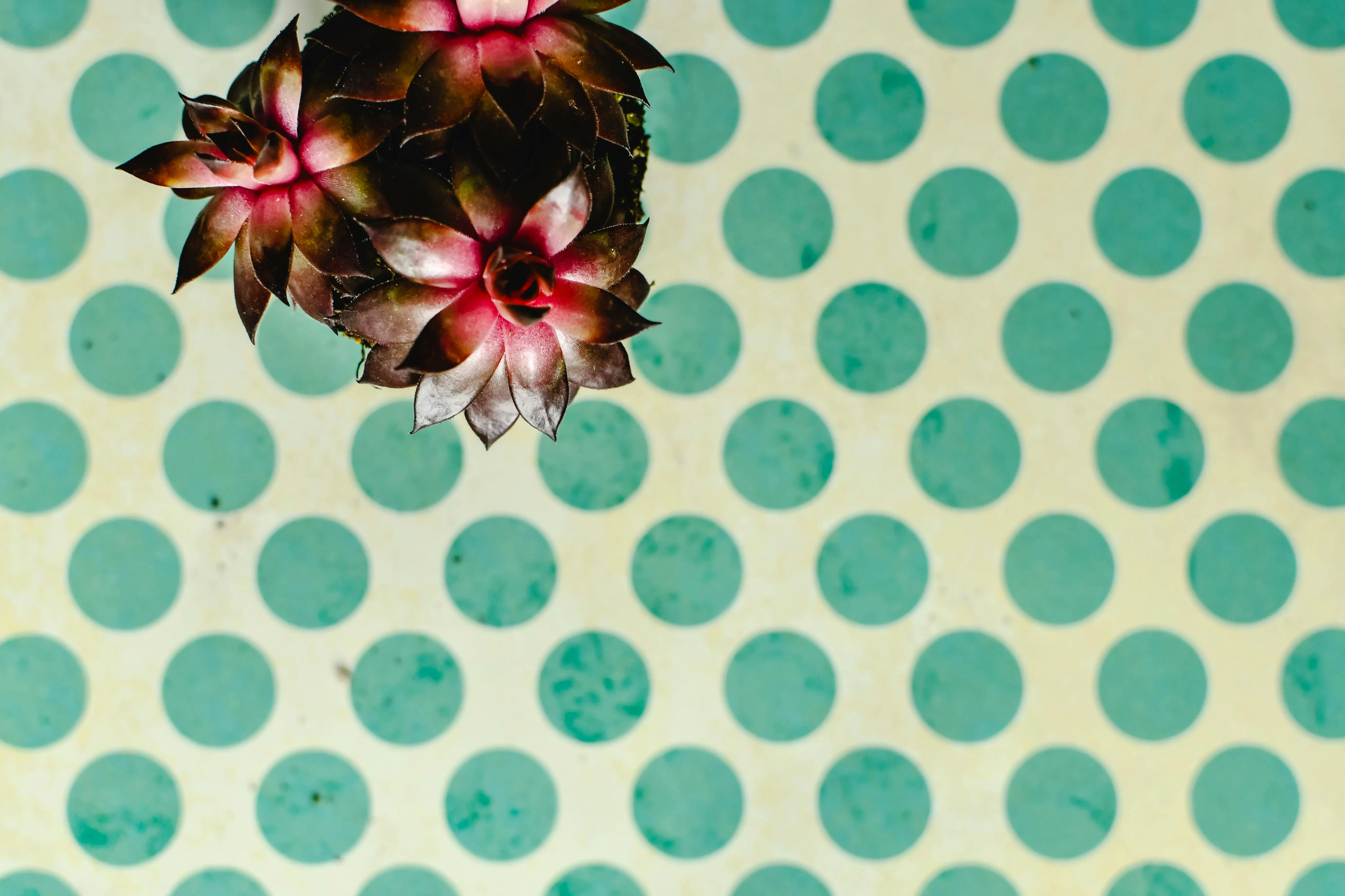 Polka Dot Background Photo, Download The BEST Free Polka Dot Background & HD Image