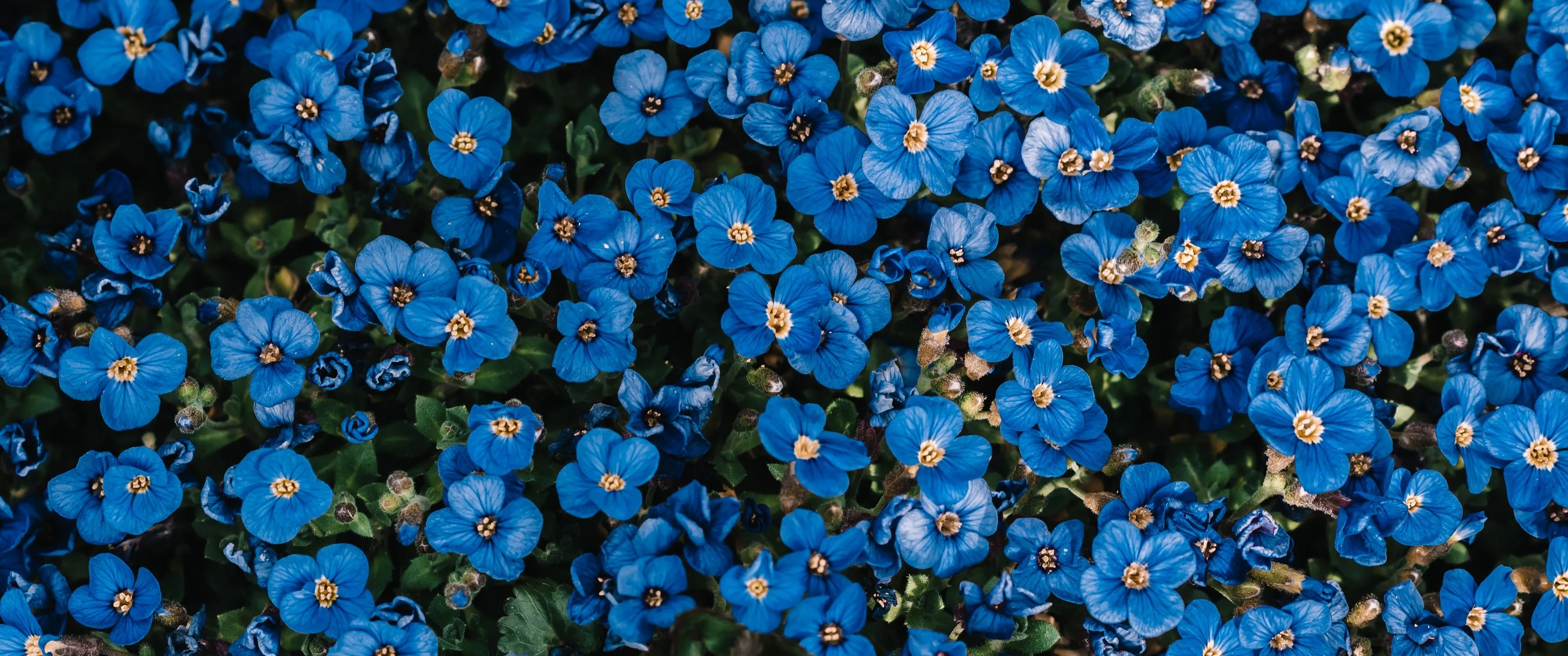 Blue flowers Wallpaper 4K, Flower garden, Blossom, Spring