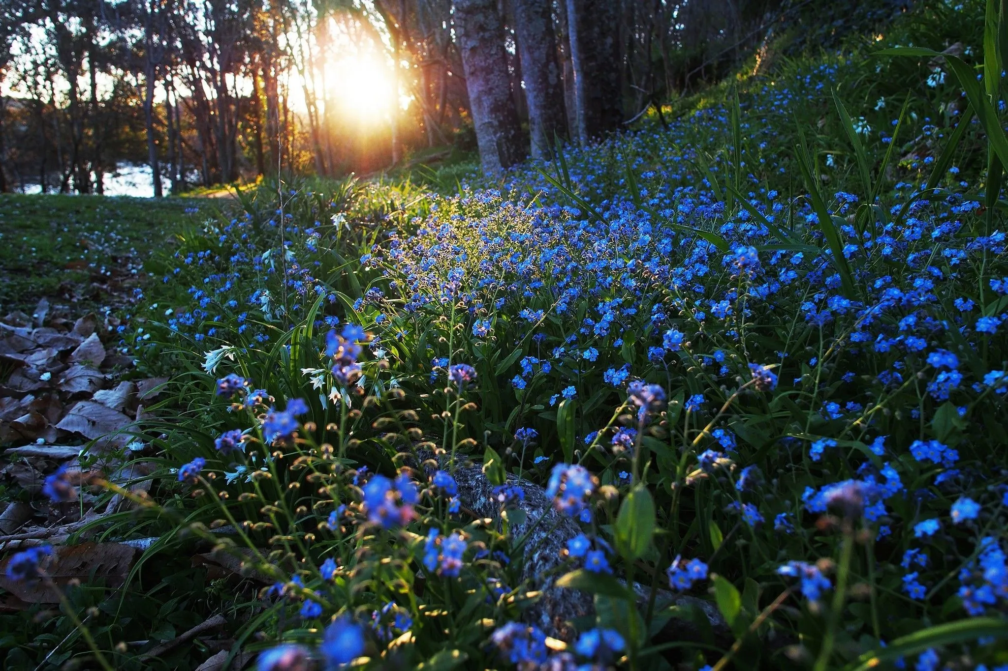 nature, Sunlight, Flowers, Blue Flowers, Forget me nots Wallpaper HD / Desktop and Mobile Background