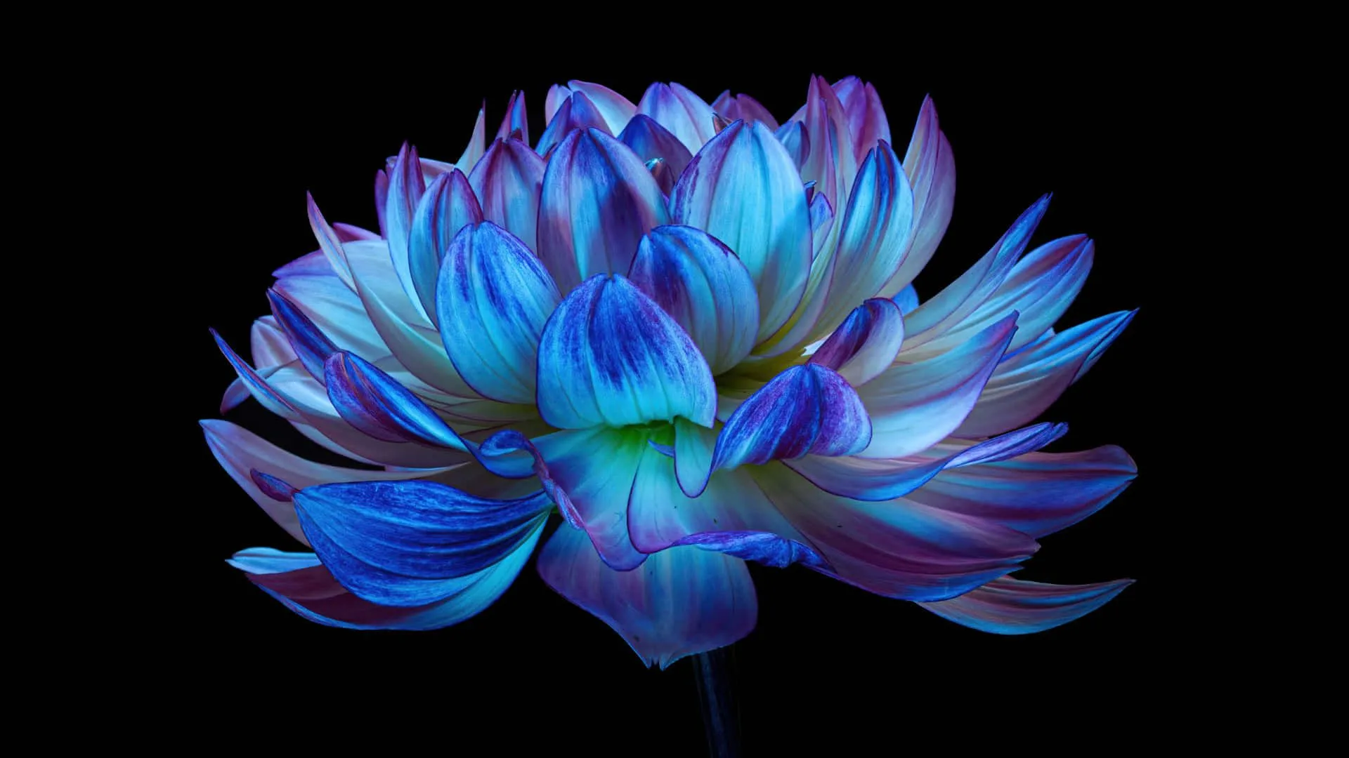 Download Blue Flower In The Dark Desktop Wallpaper