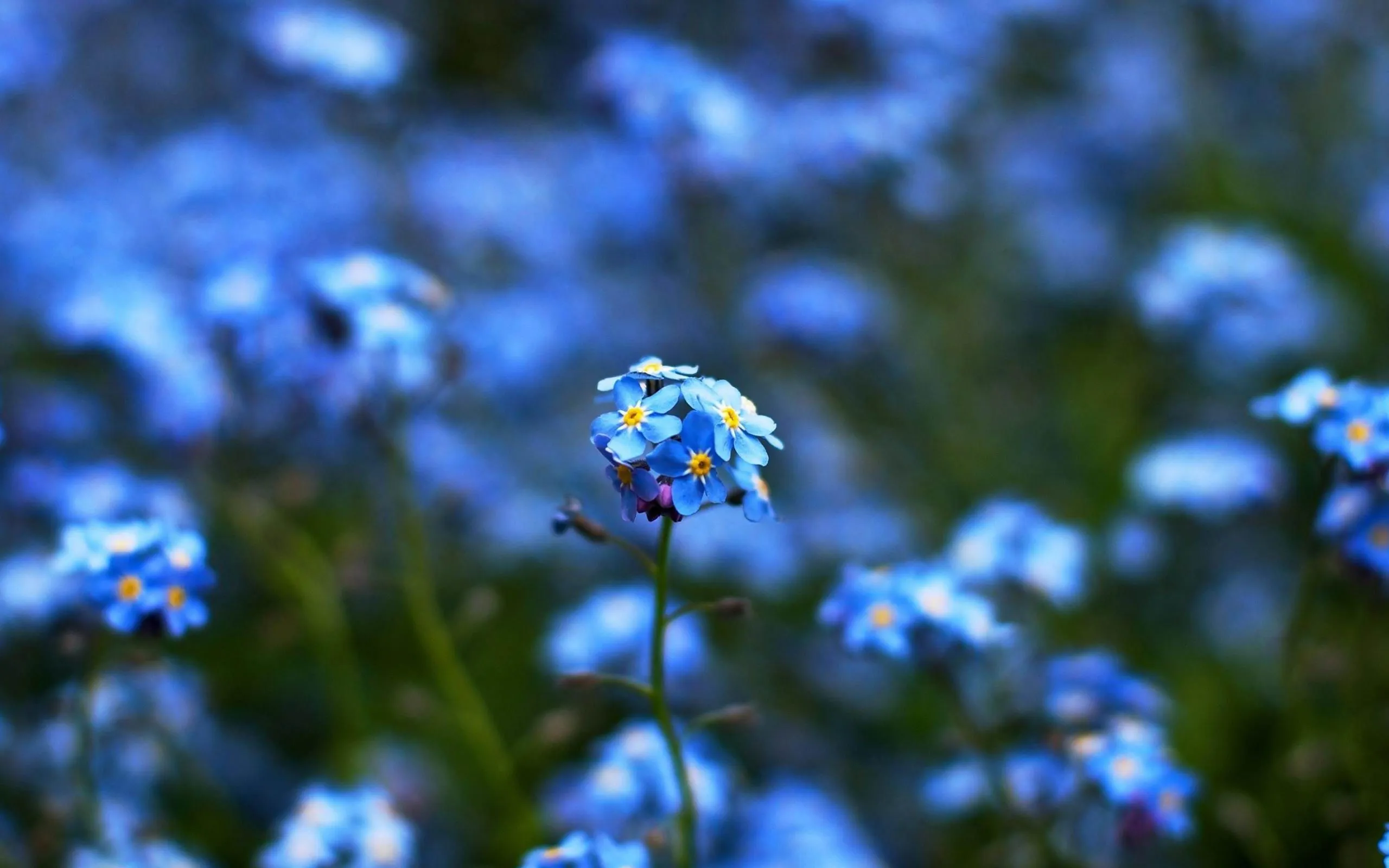 Blue Flowers Flowers Wallpaper