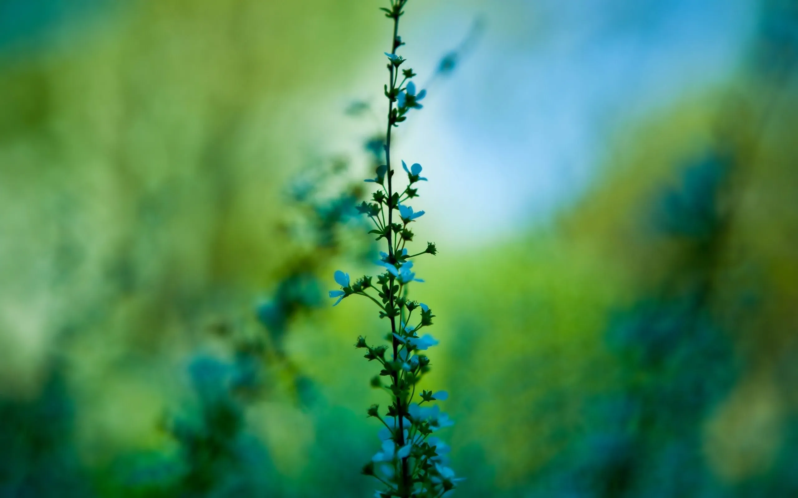blurred, Nature, Plants, Flowers, Blue Flowers Wallpaper HD / Desktop and Mobile Background