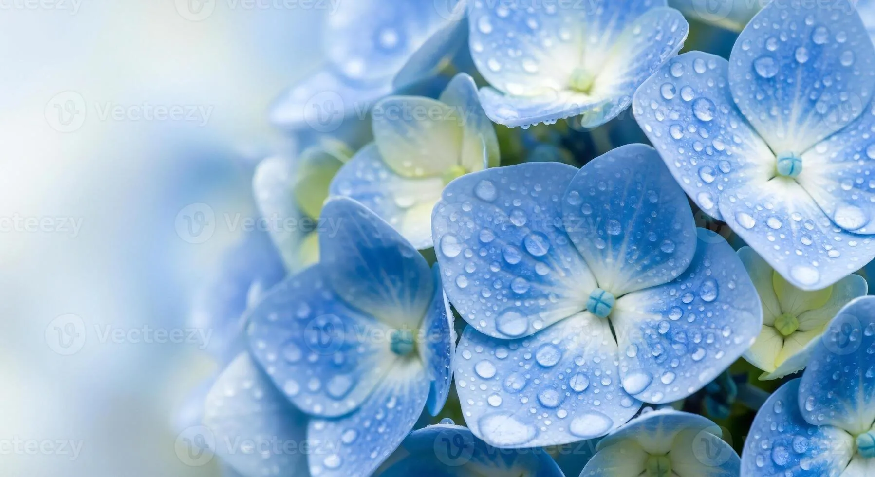Flowers background, Flowers wallpaper, Close up view of vibrant blue hydrangea flowers adorned with glistening water droplets