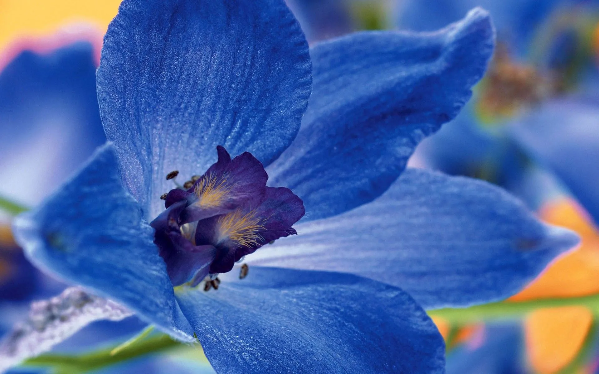 Daily Wallpaper: Blue Flower. I Like To Waste My Time