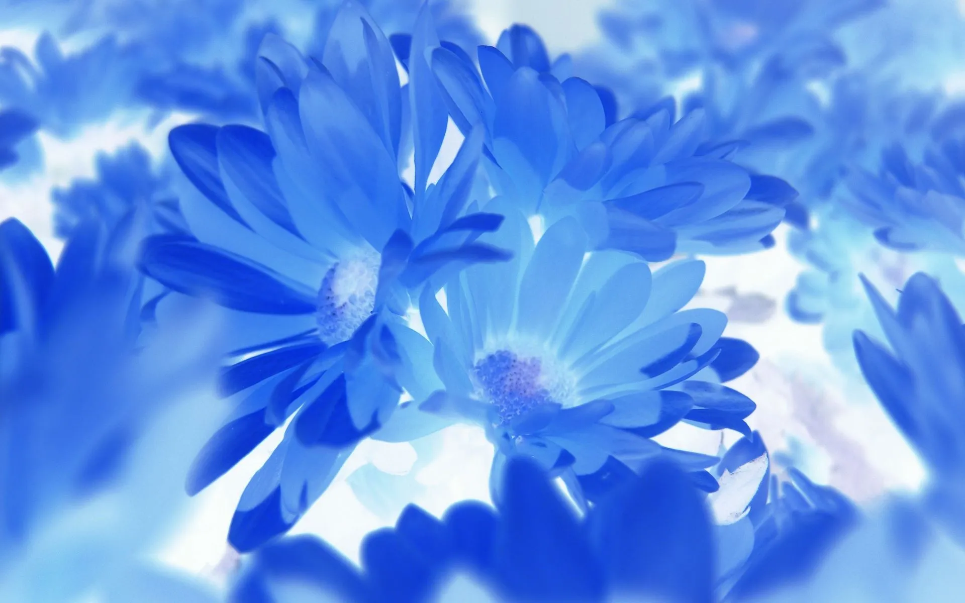 Free photo: Blue Flowers, Blue, Flower