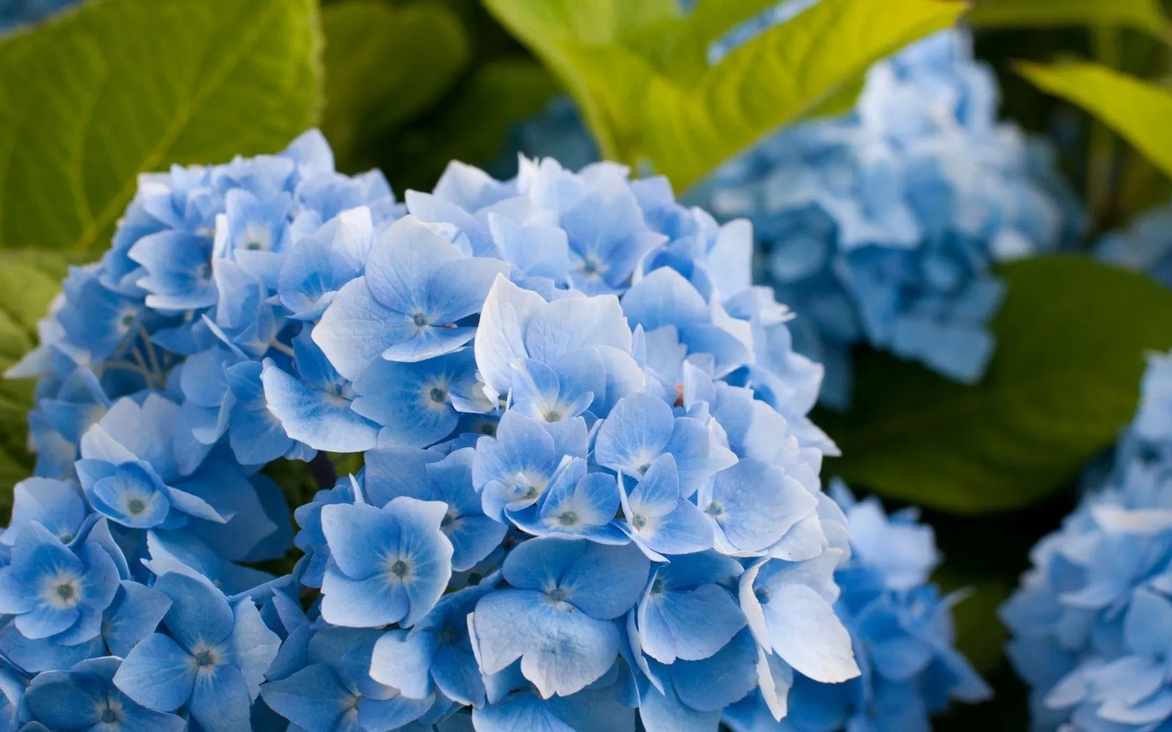 Blue flowers and green leaves Desktop wallpaper 1680x1050
