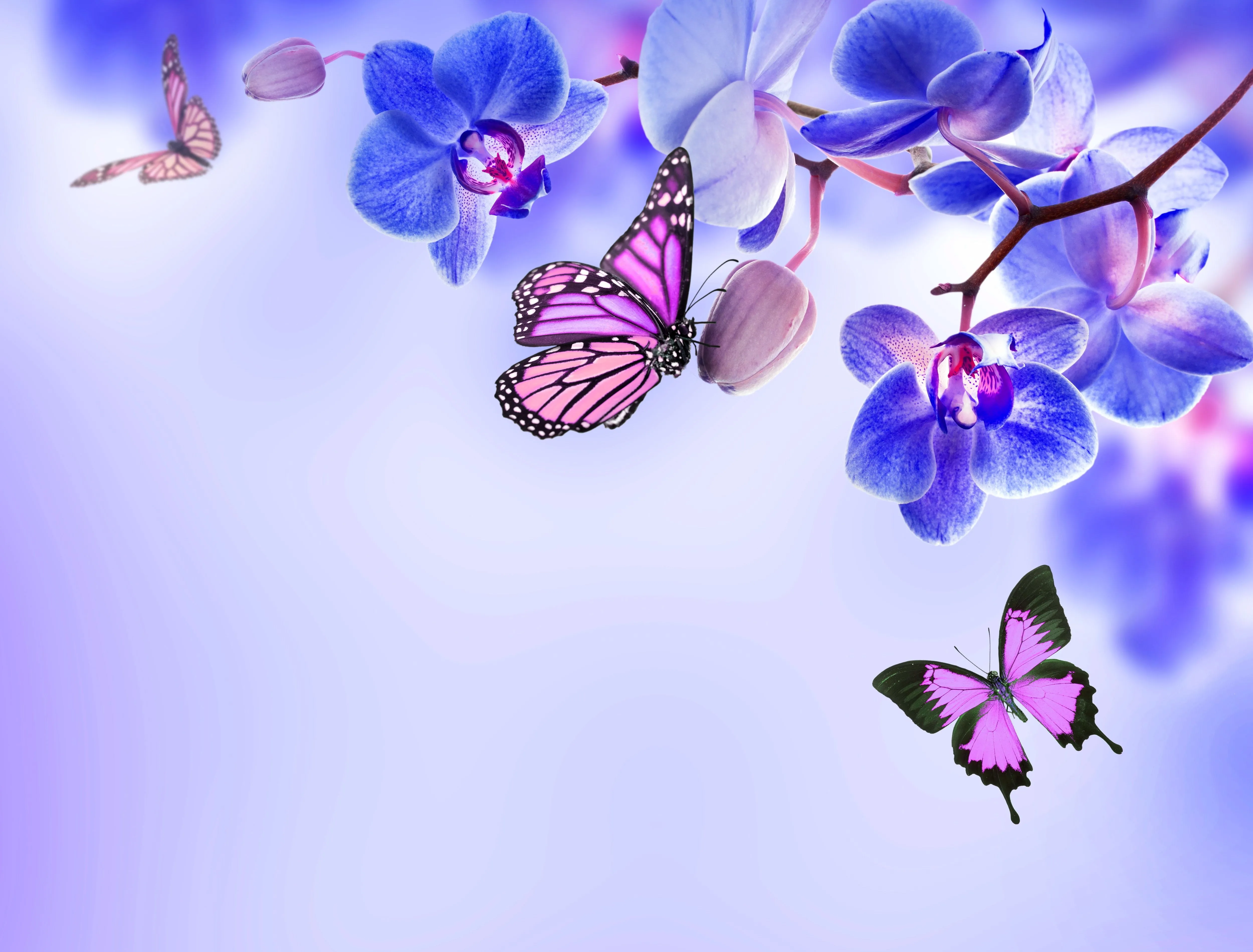 Wallpaper flowers, butterfly, Orchid, blue, flowers, beautiful, orchid, butterflies for mobile and desktop, section цветы, resolution 5000x3800