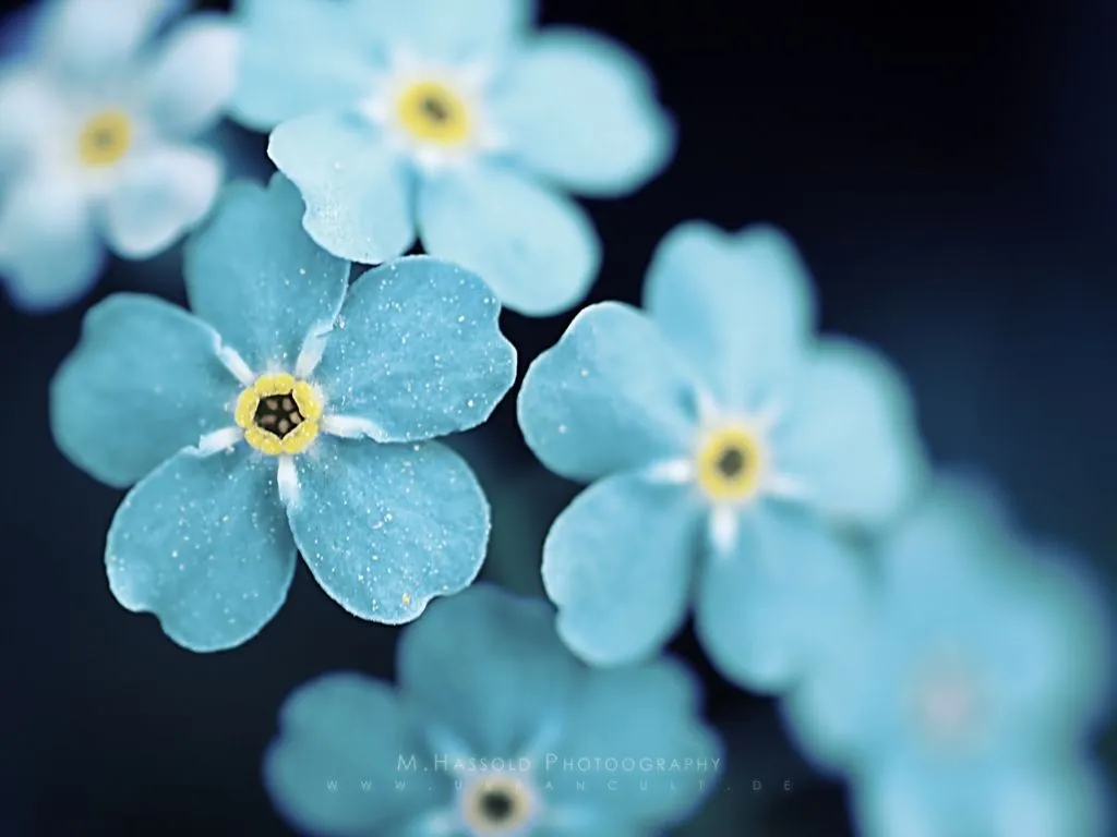 Blue Flower Phone Wallpaper: Free 4K & HD Downloads