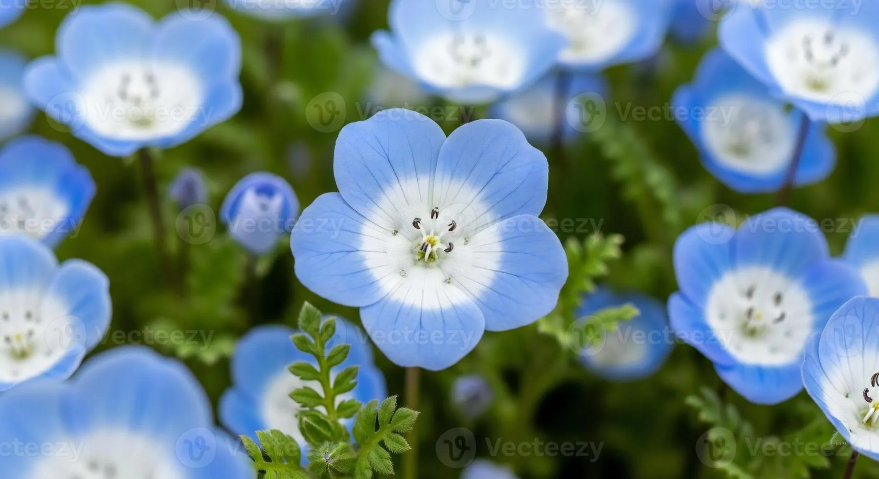 Flowers background, Flowers wallpaper, Close up of vibrant blue nemophila flowers with white centers surrounded