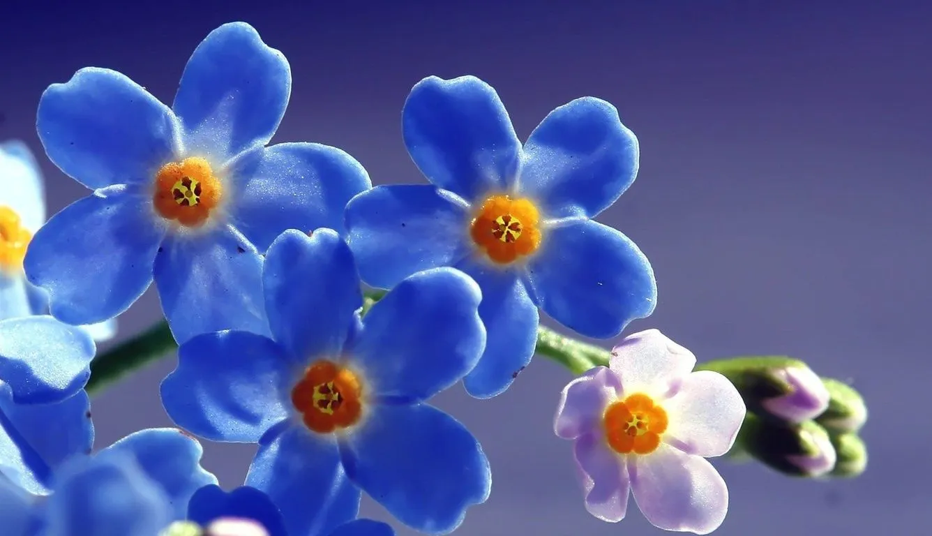 Blue Beautiful Flowers Laptop HD , HD 4k Wallpaper, Image, Background, Photos and Picture