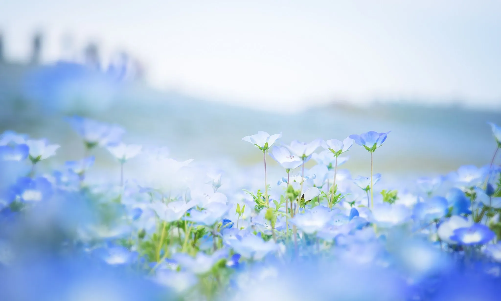 Wallpaper field, flowers, blue, petals, blur, Nemophila for mobile and desktop, section цветы, resolution 2048x1234