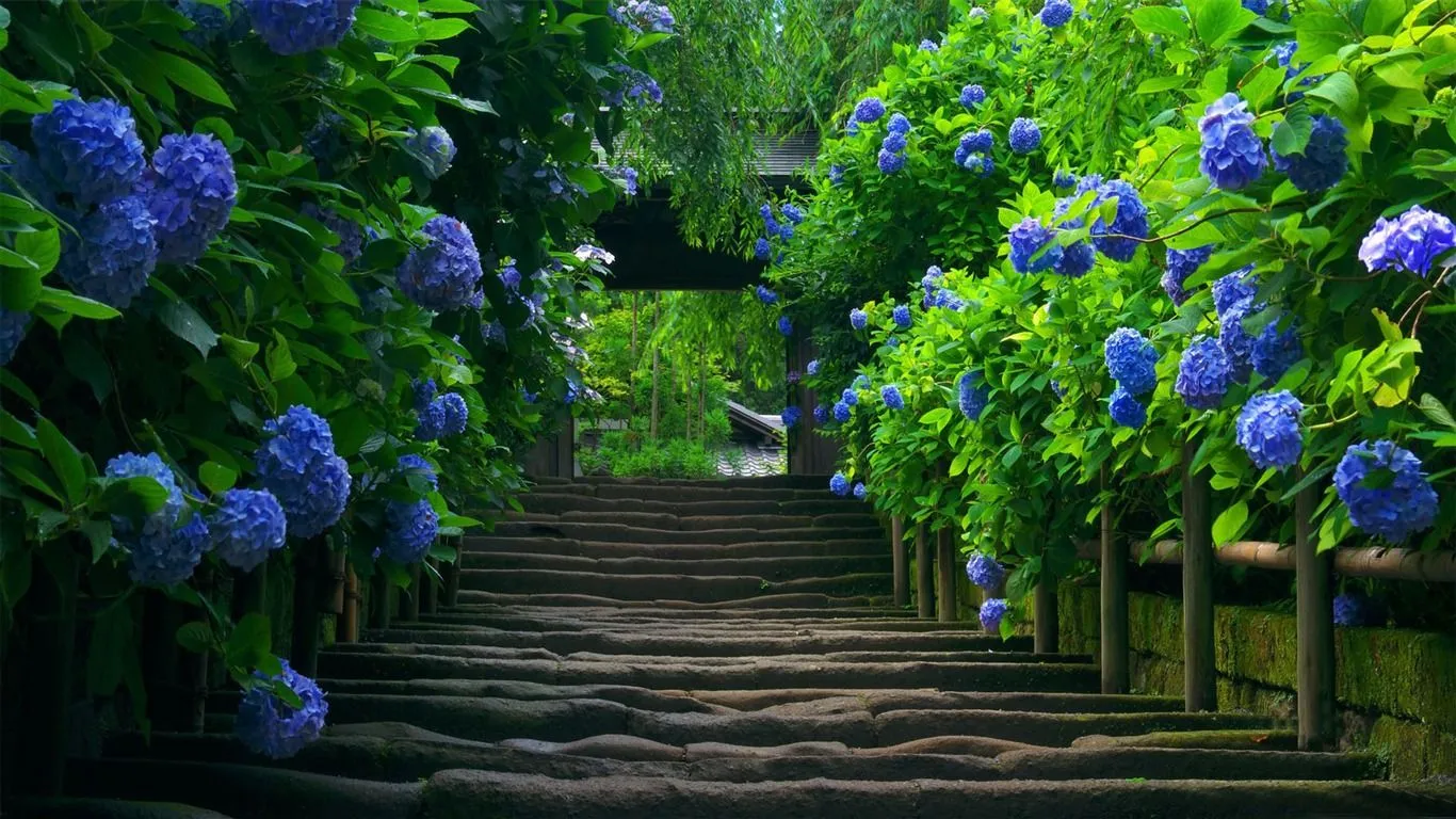 Blue Flowers Road Nature Photo Wallpaper