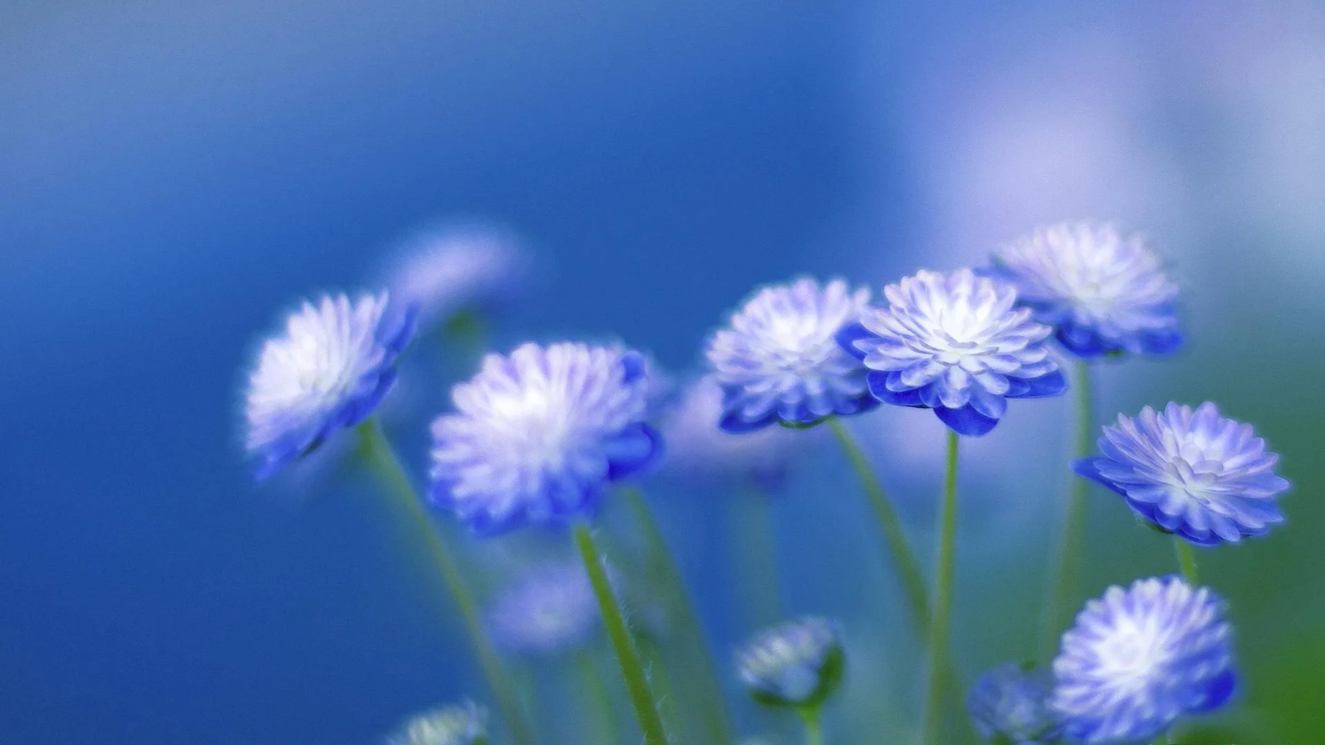 Free photo: Blue Flowers, Blue, Flower