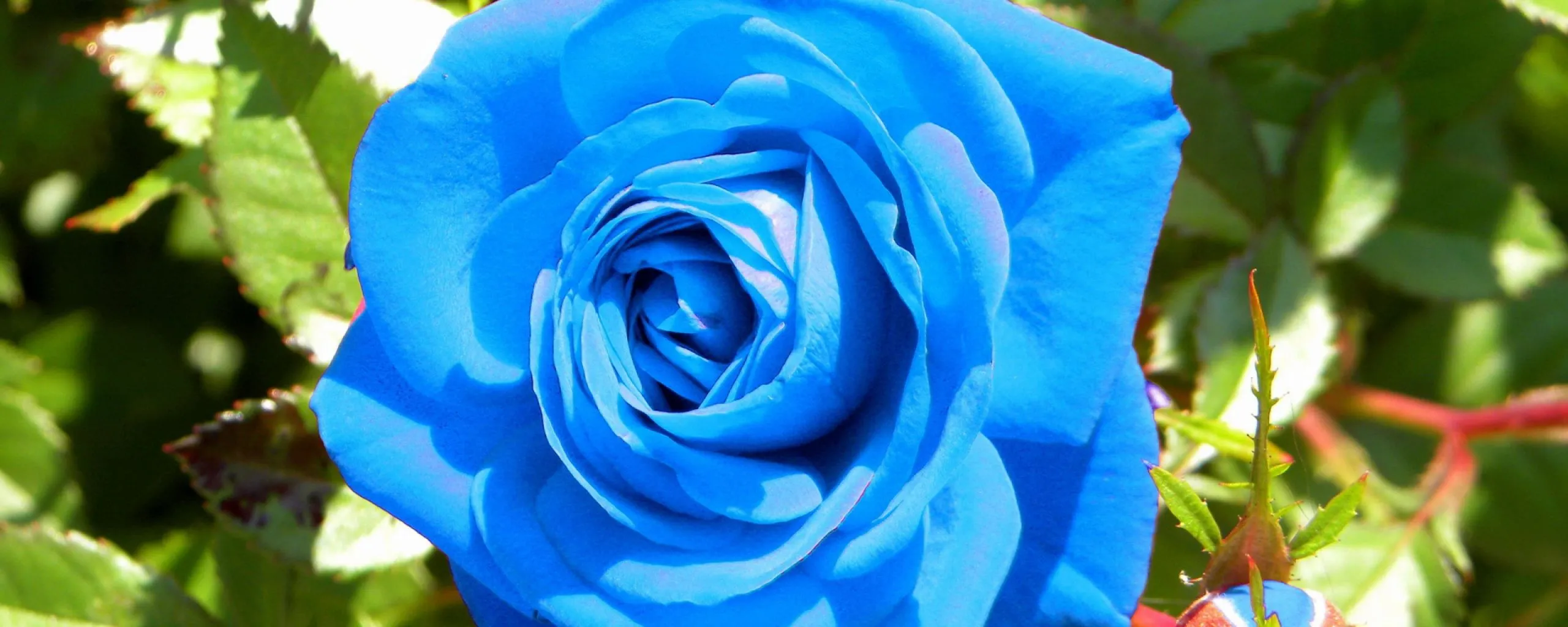 Sky Blue Rose Desktop Wallpaper 12762
