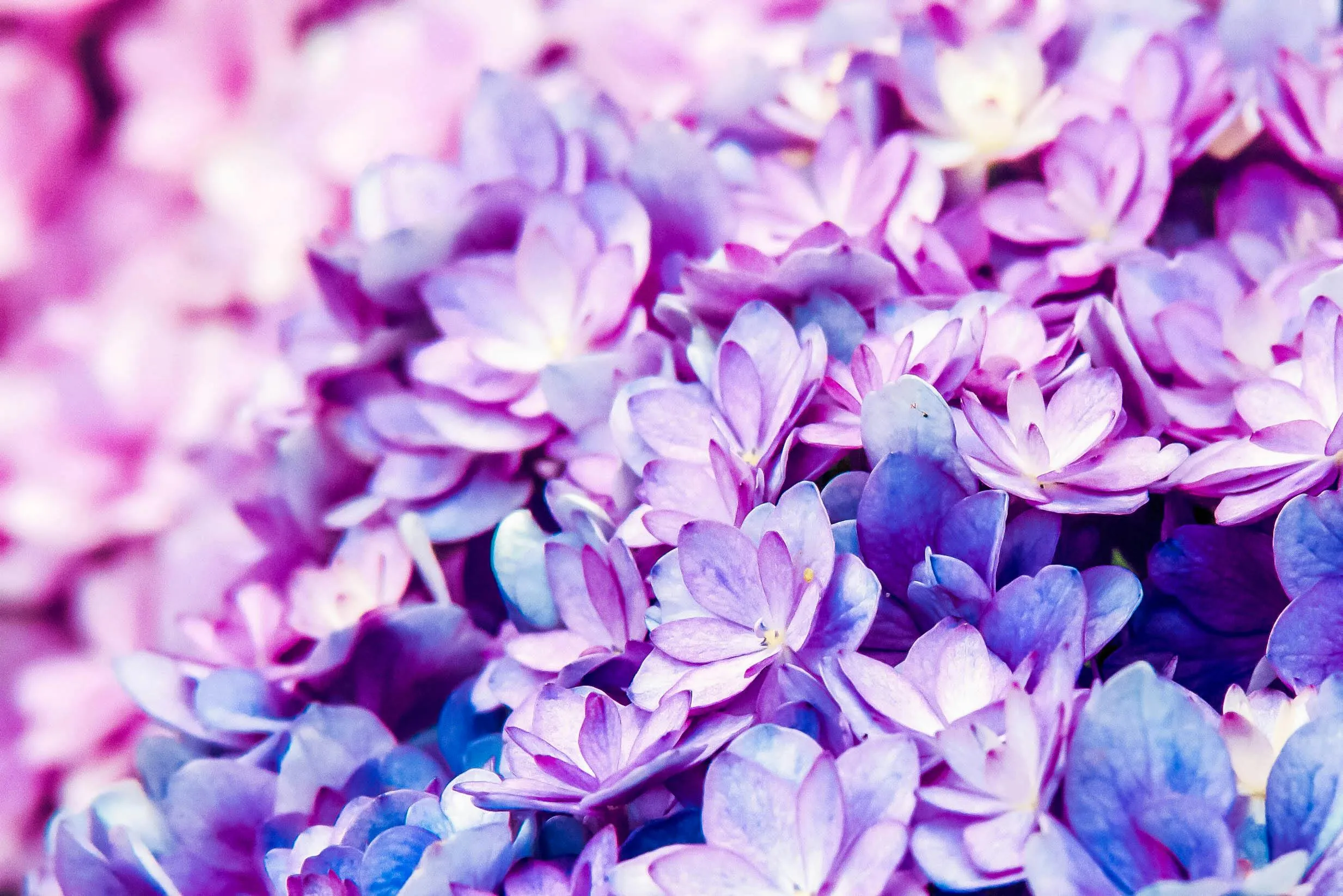 Close Up Photo Of Purple Flowers · Free