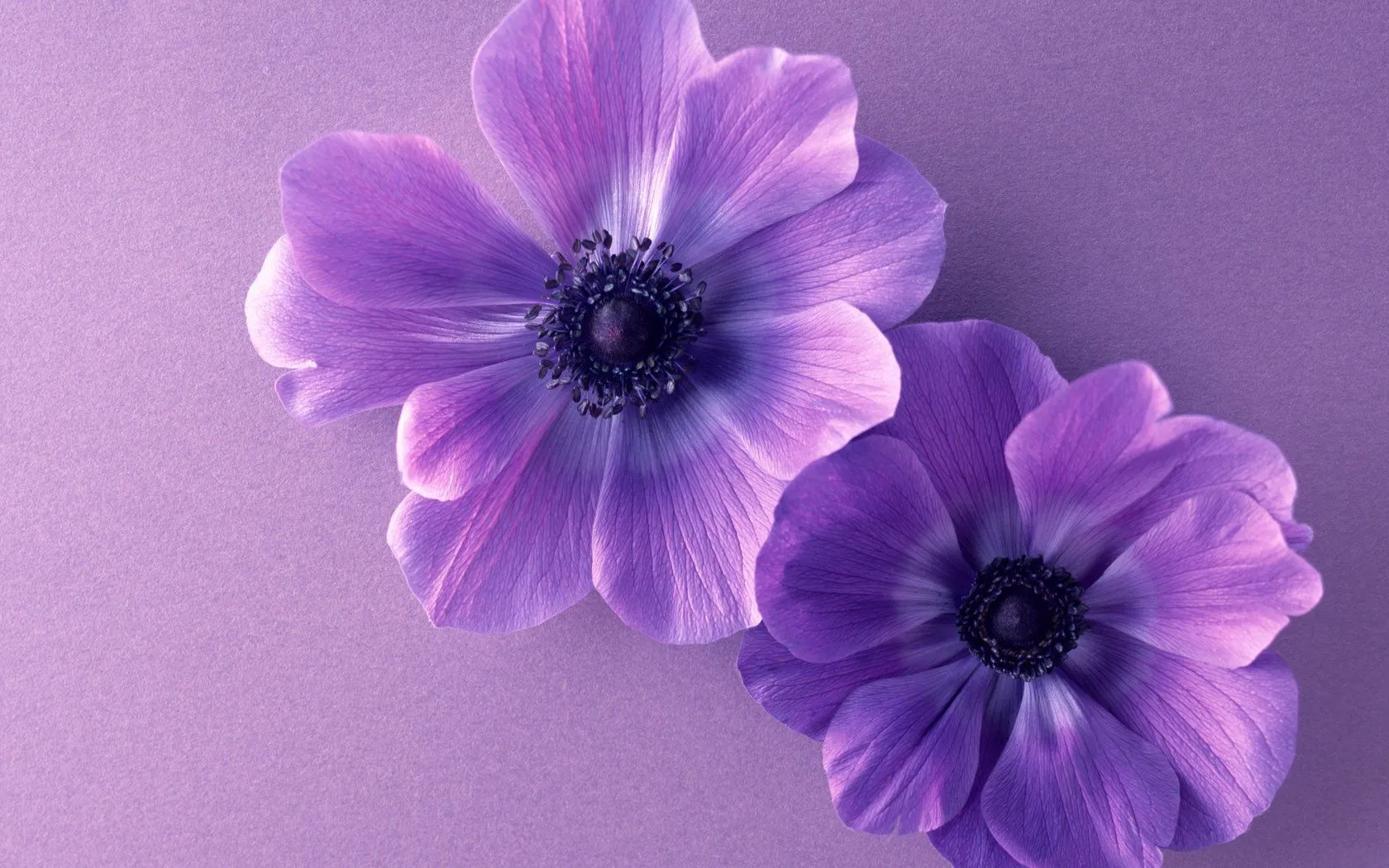 Purple Bliss Nature Flower HD Wallpaper