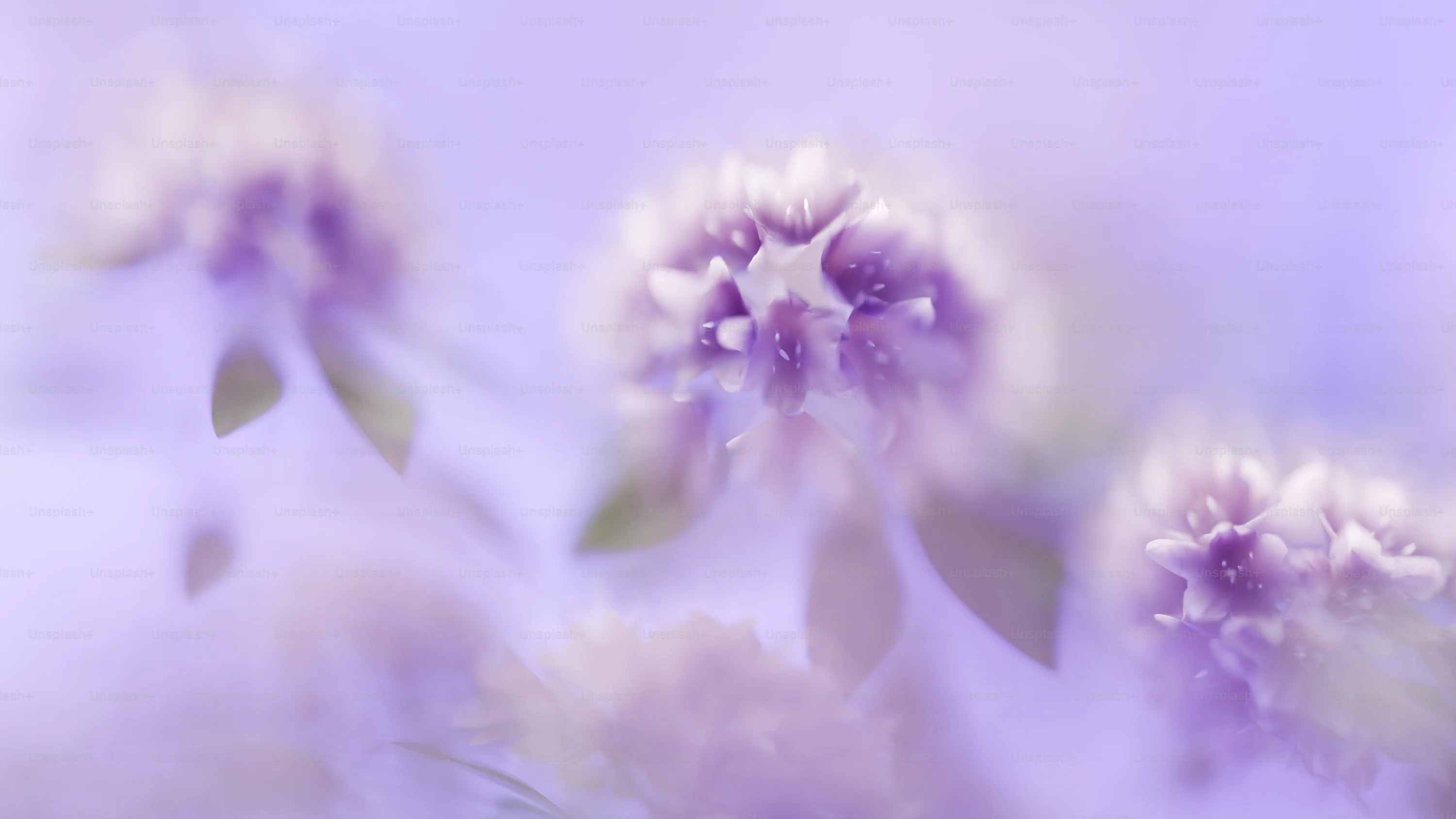Purple Flowers Aesthetic Picture. Download Free Image