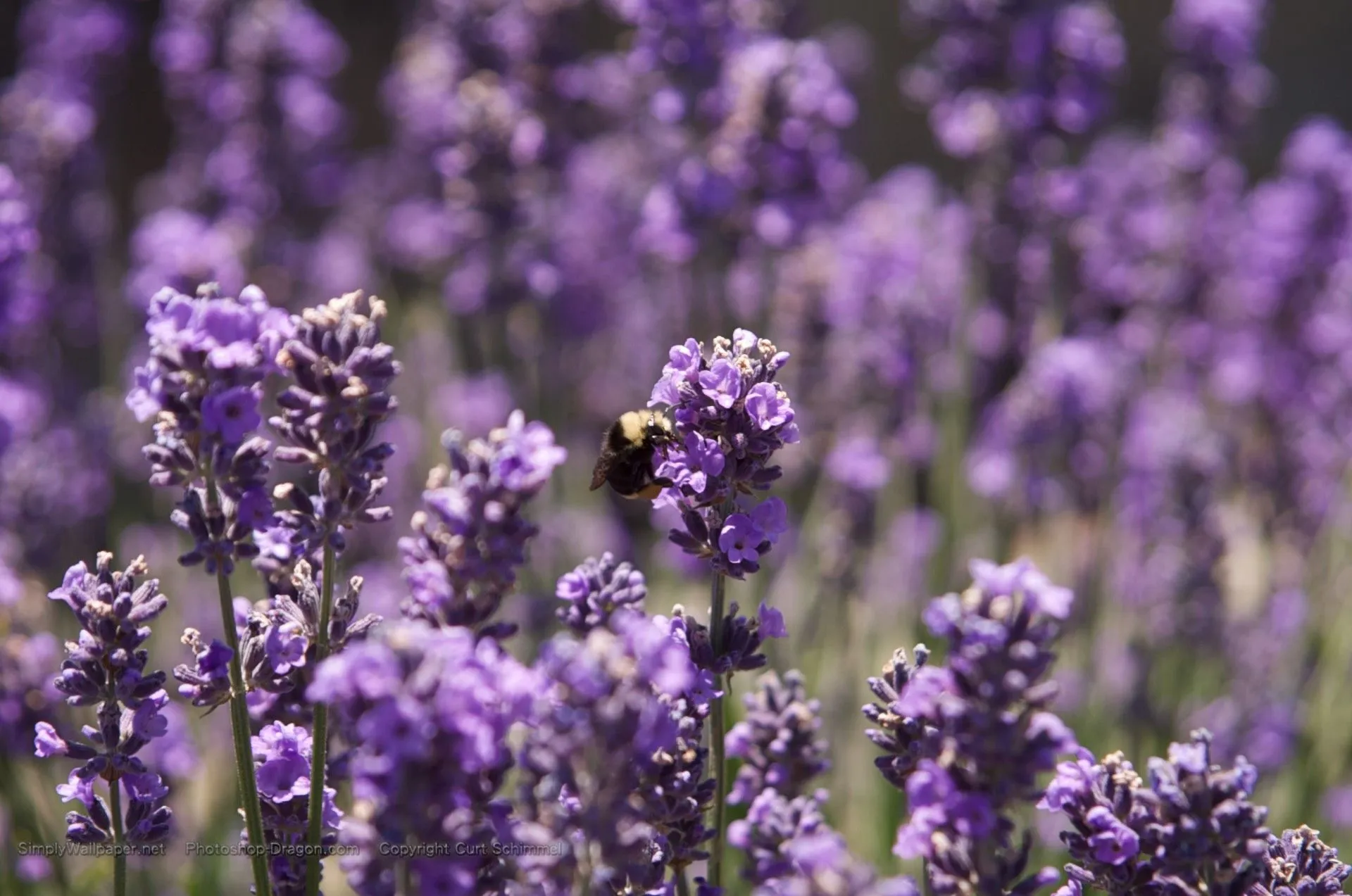 Bee and Purple Flowers Desktop Wallpaper