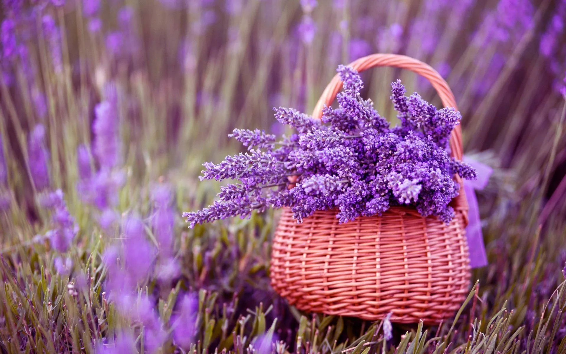 Basket Of Lavender Purple Flower Wallpaper, HD Flowers 4K Wallpaper, Image and Background