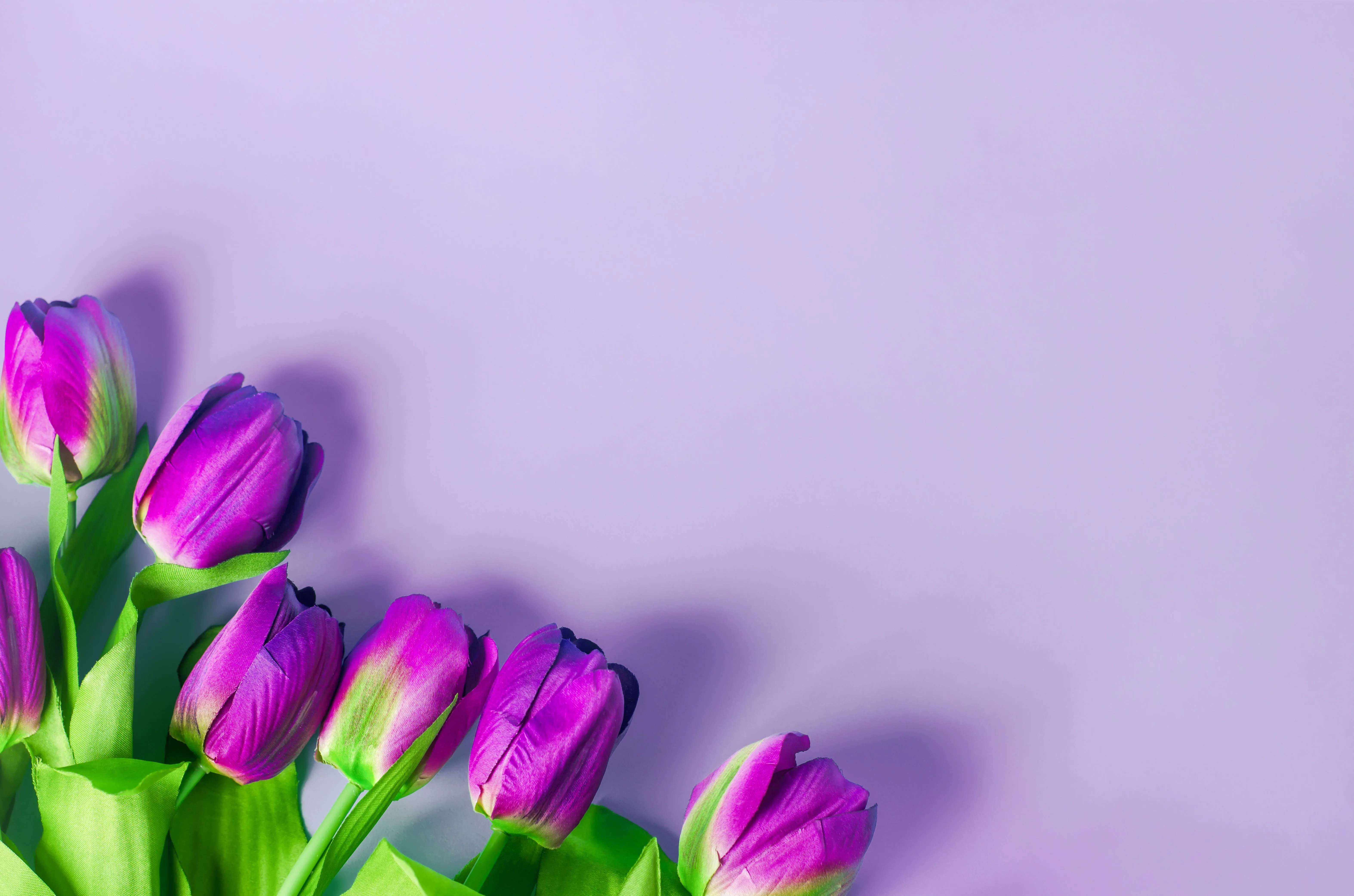 Wallpaper purple, flowers, background, tulips, flowers, tulips, purple for mobile and desktop, section цветы, resolution 6294x4169