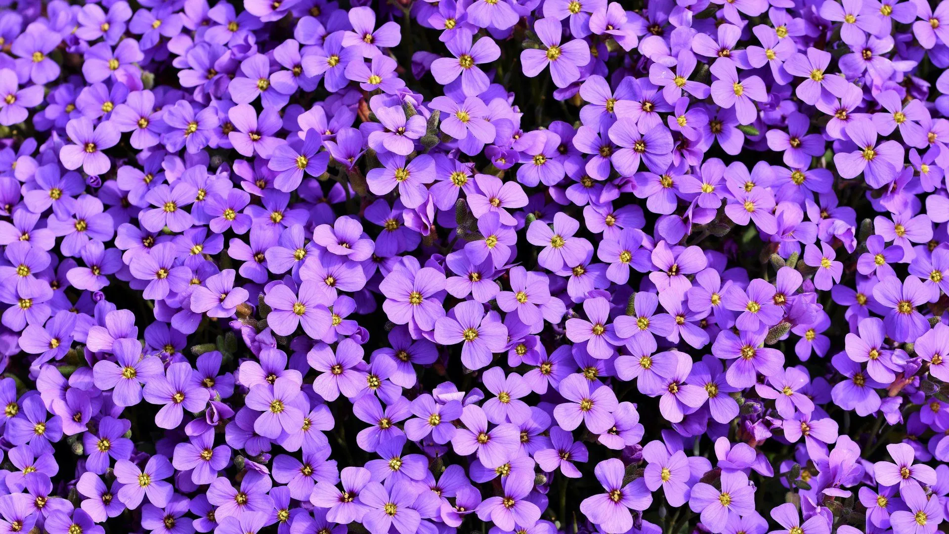 4K Ultra HD Aubrieta Bloom: Vibrant Purple Flowers in Nature