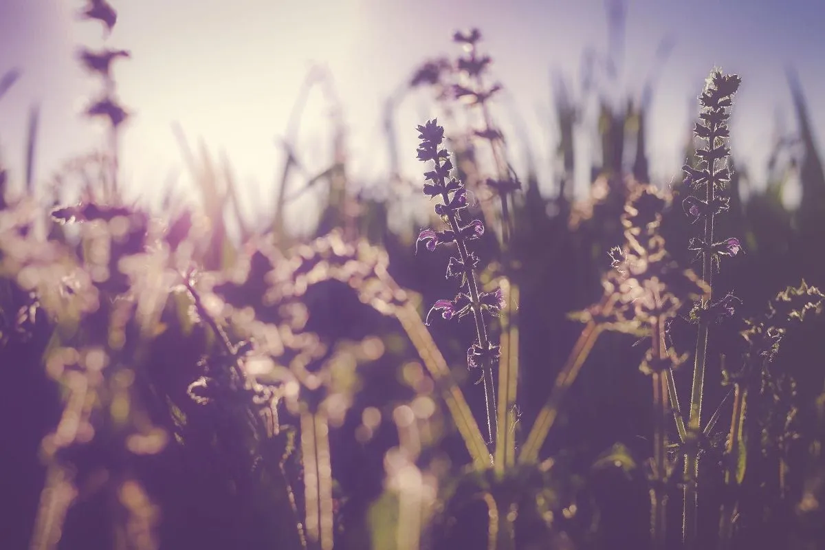 From Flower Mood in Wallpaper Wizard