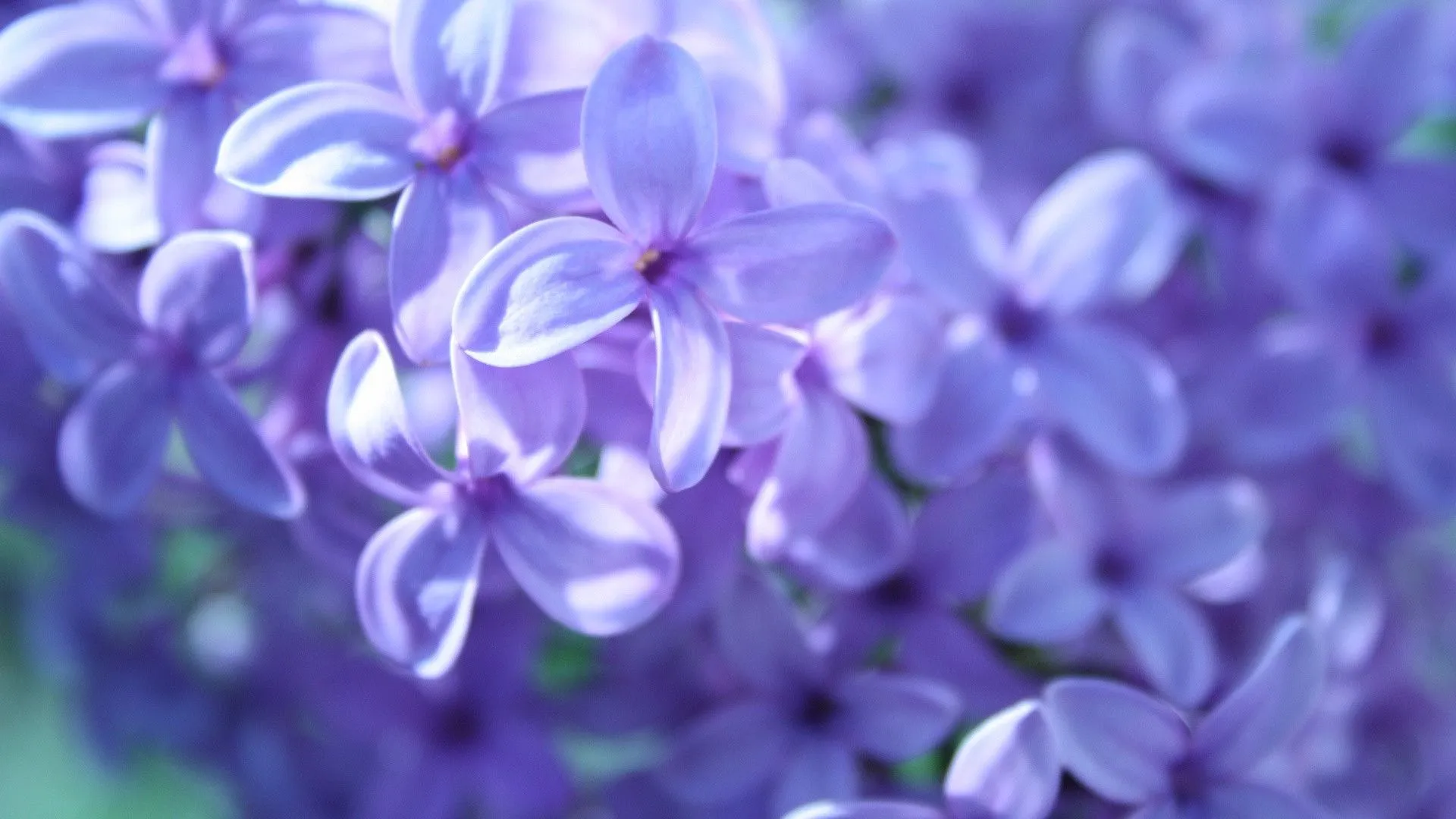 Purple Flower Widescreen Wallpaper 07184