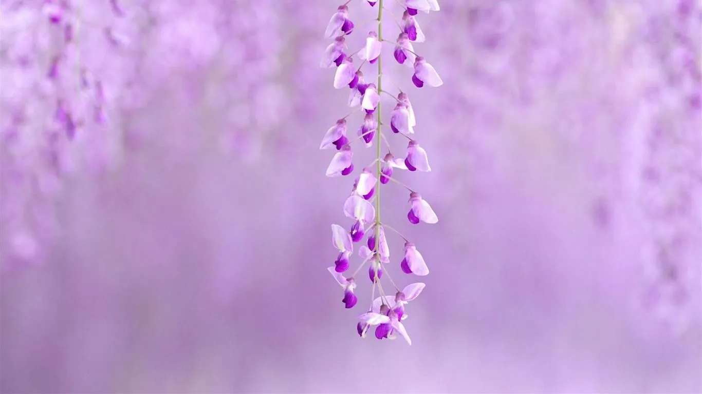 Purple Flower Nature Plant Wallpaper