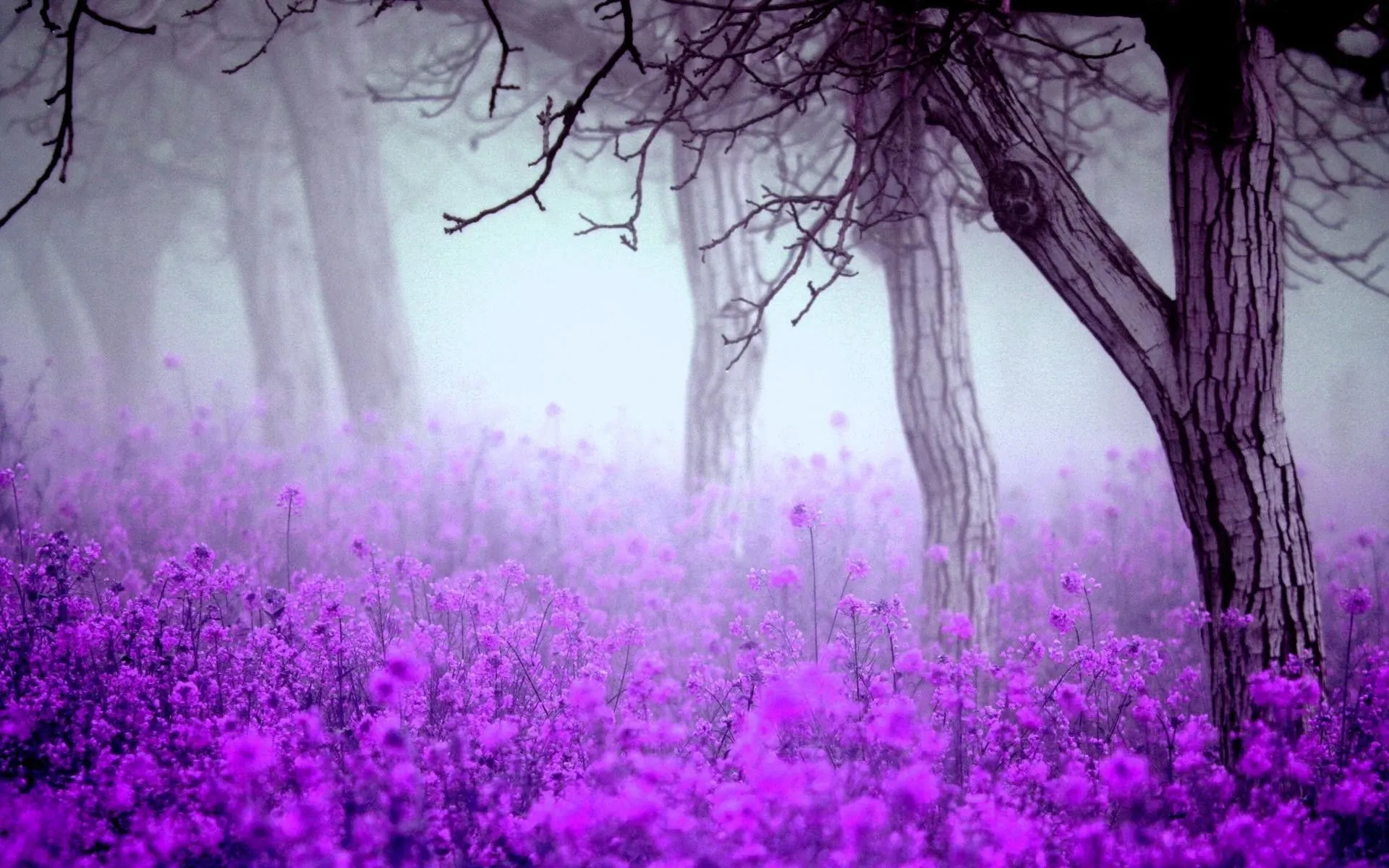 Purple Flower Desktop Wallpaper 07177