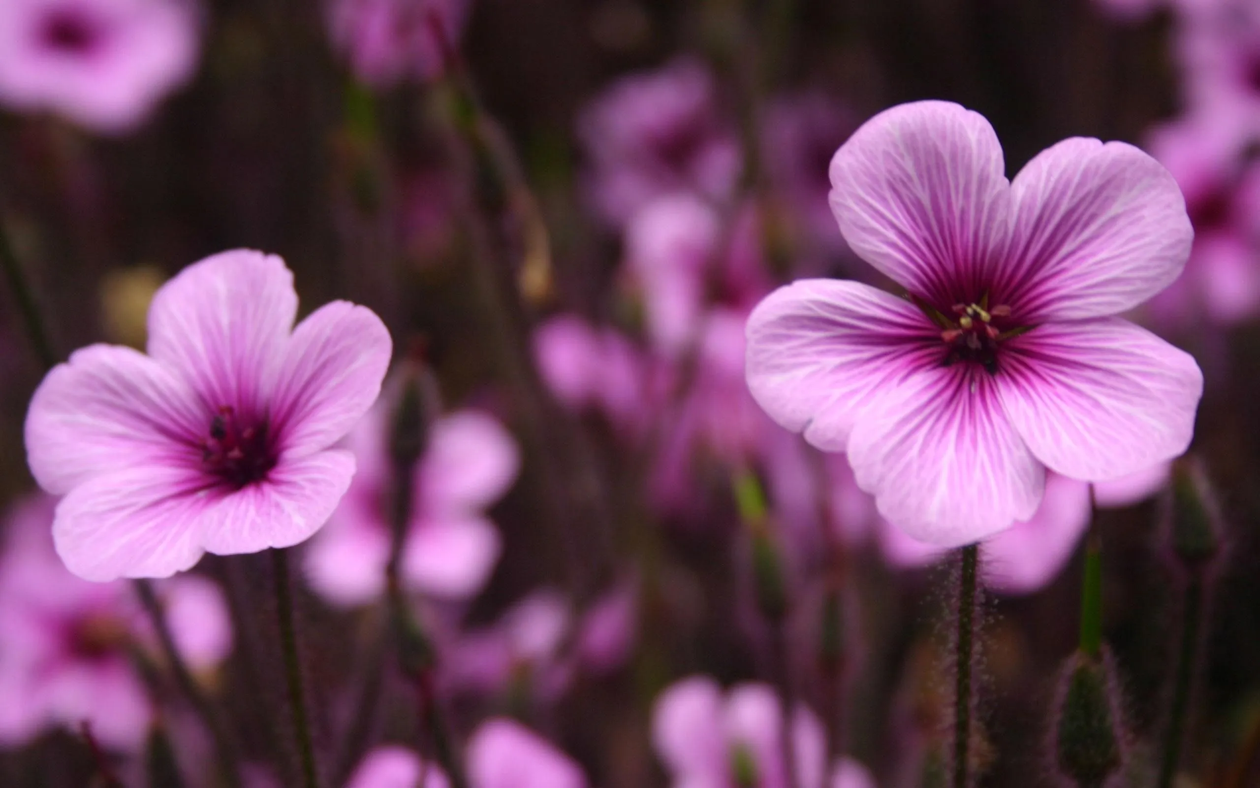 Purple Flowers Normal Flower Photography Wallpaper