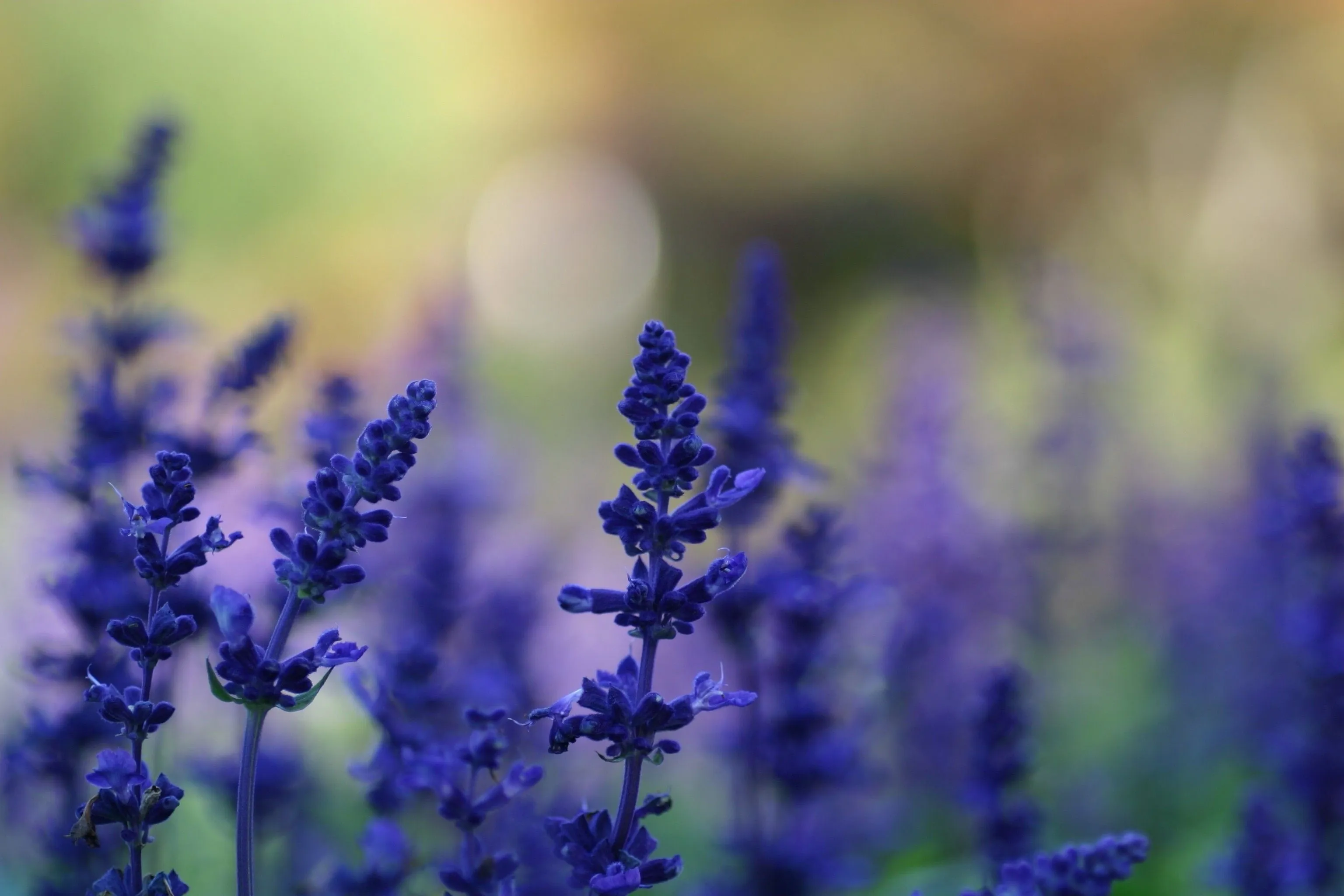 lavender, Purple Flowers, Flowers, Nature, Macro, Depth Of Field Wallpaper HD / Desktop and Mobile Background