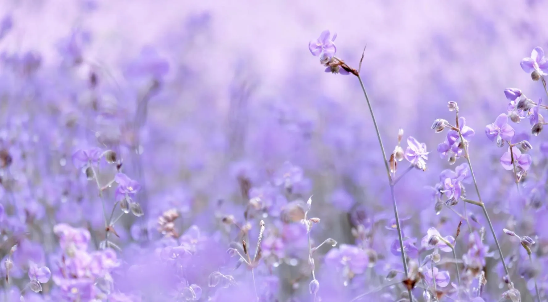 Purple flower blossom on field, Beautiful growing and flowers on meadow blooming in the morning.Soft pastel on nature bokeh background, vintage style