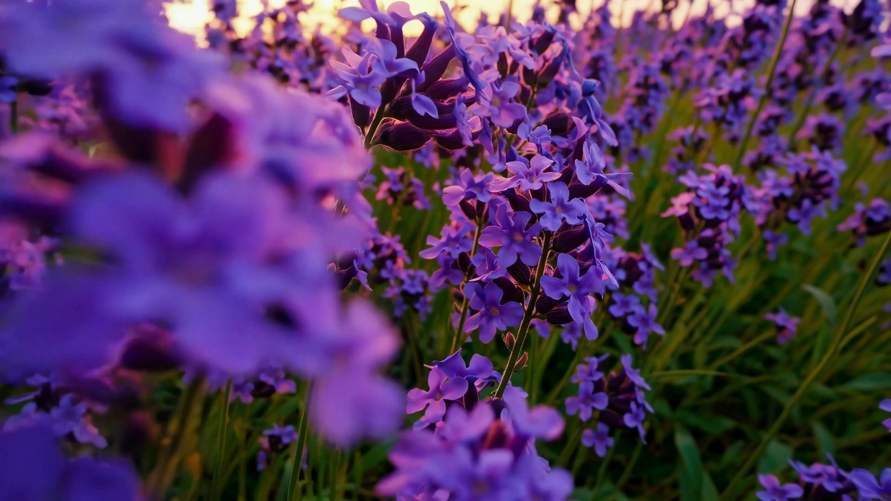 Close Up Video Angle Vibrant Purple