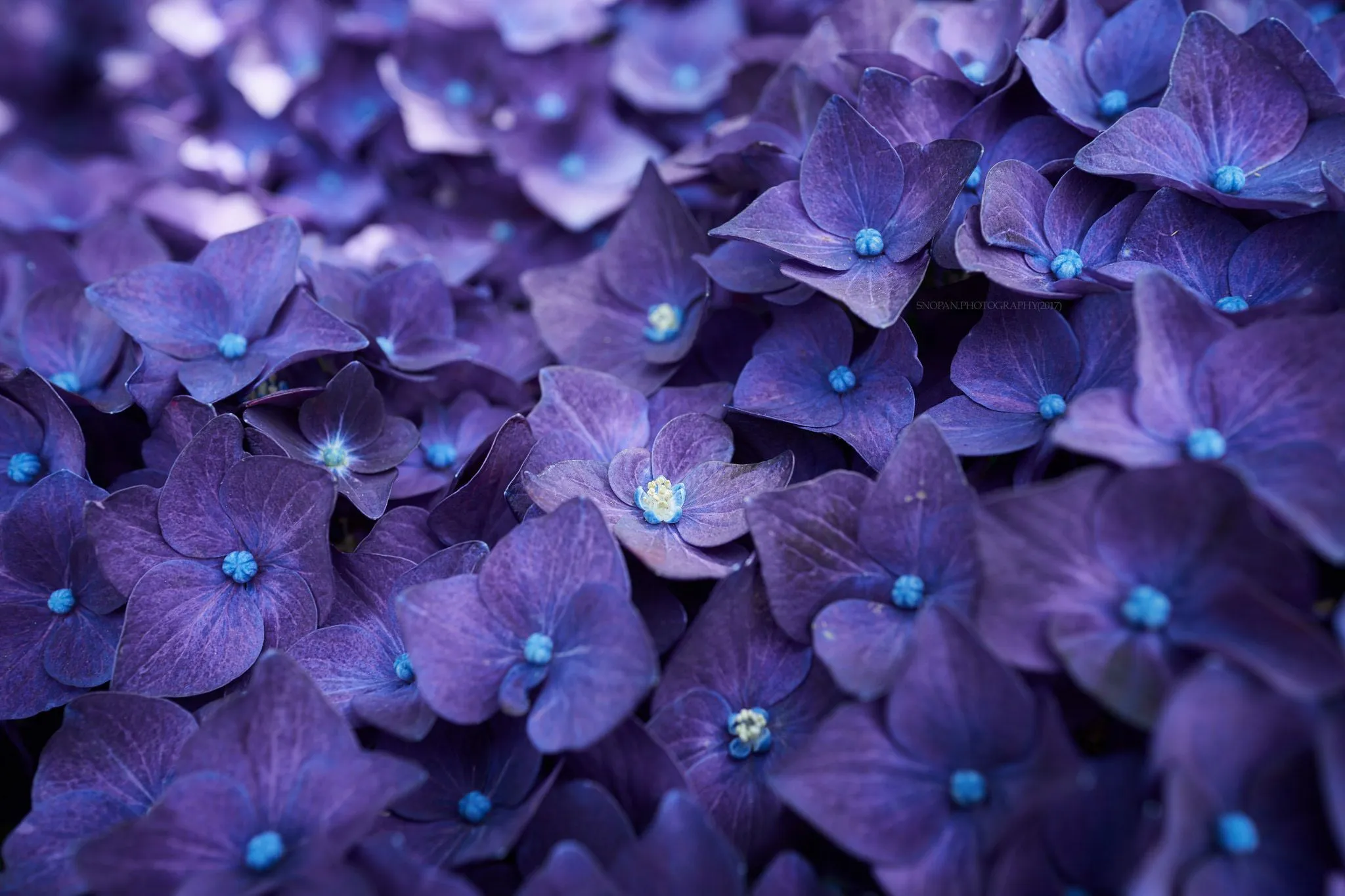 Hydrangea Violet Flowers Wallpaper, HD Flowers 4K Wallpaper, Image and Background