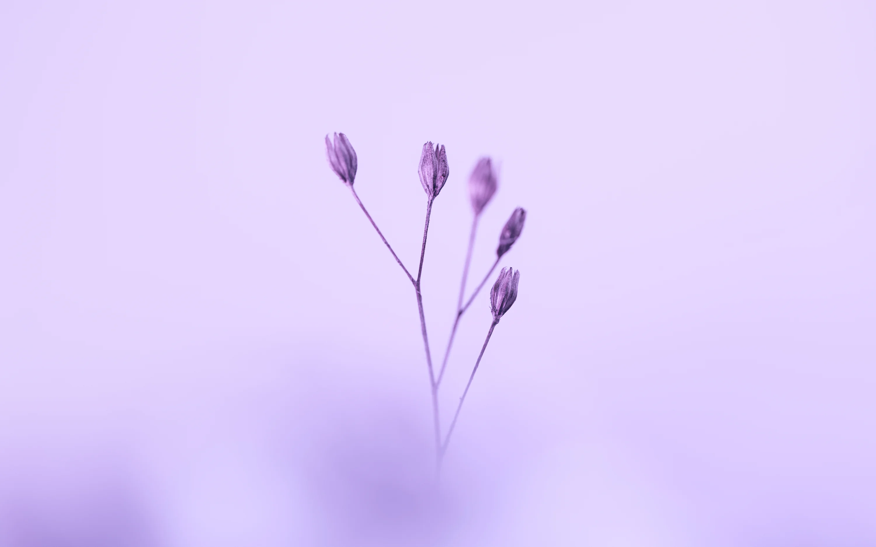 A close up of a flower on a purple background photo
