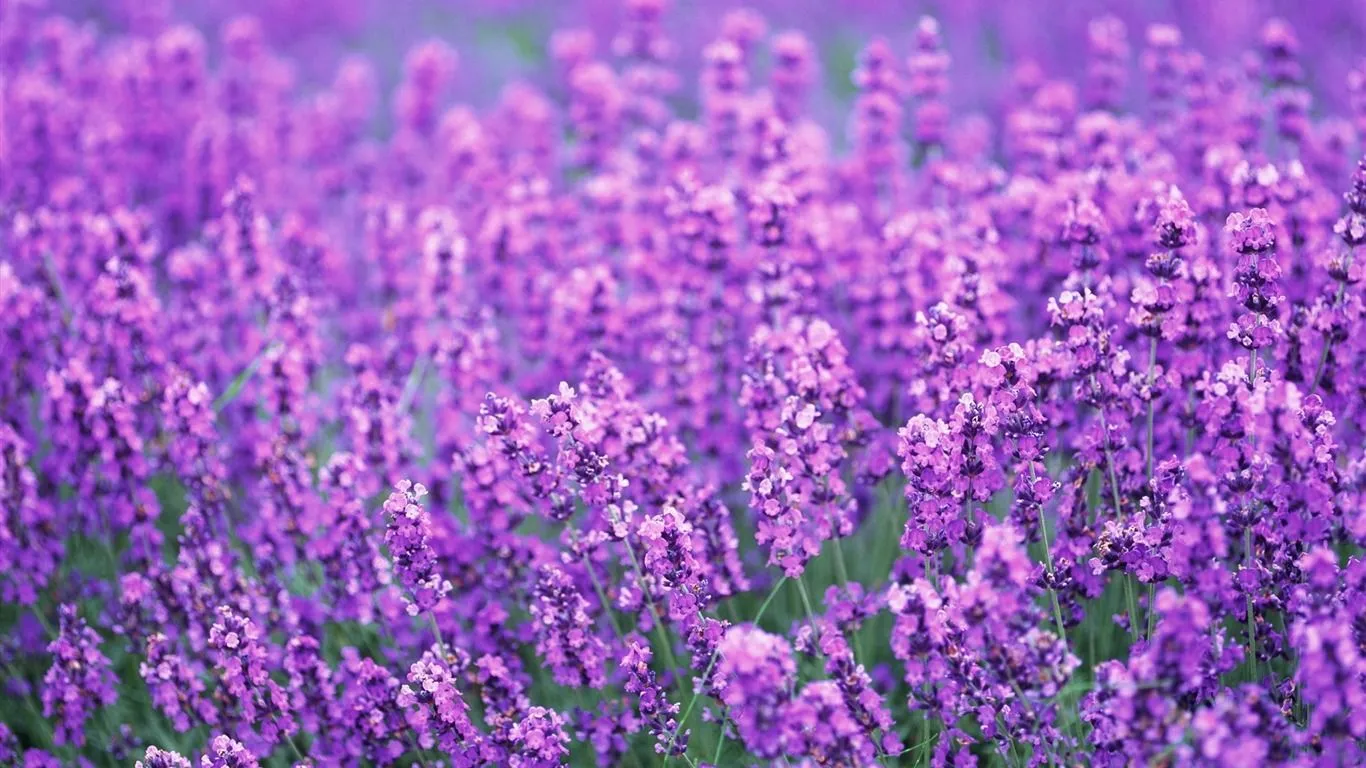 Lavender Flowers Field Purple Summer Photos HD Wallpaper