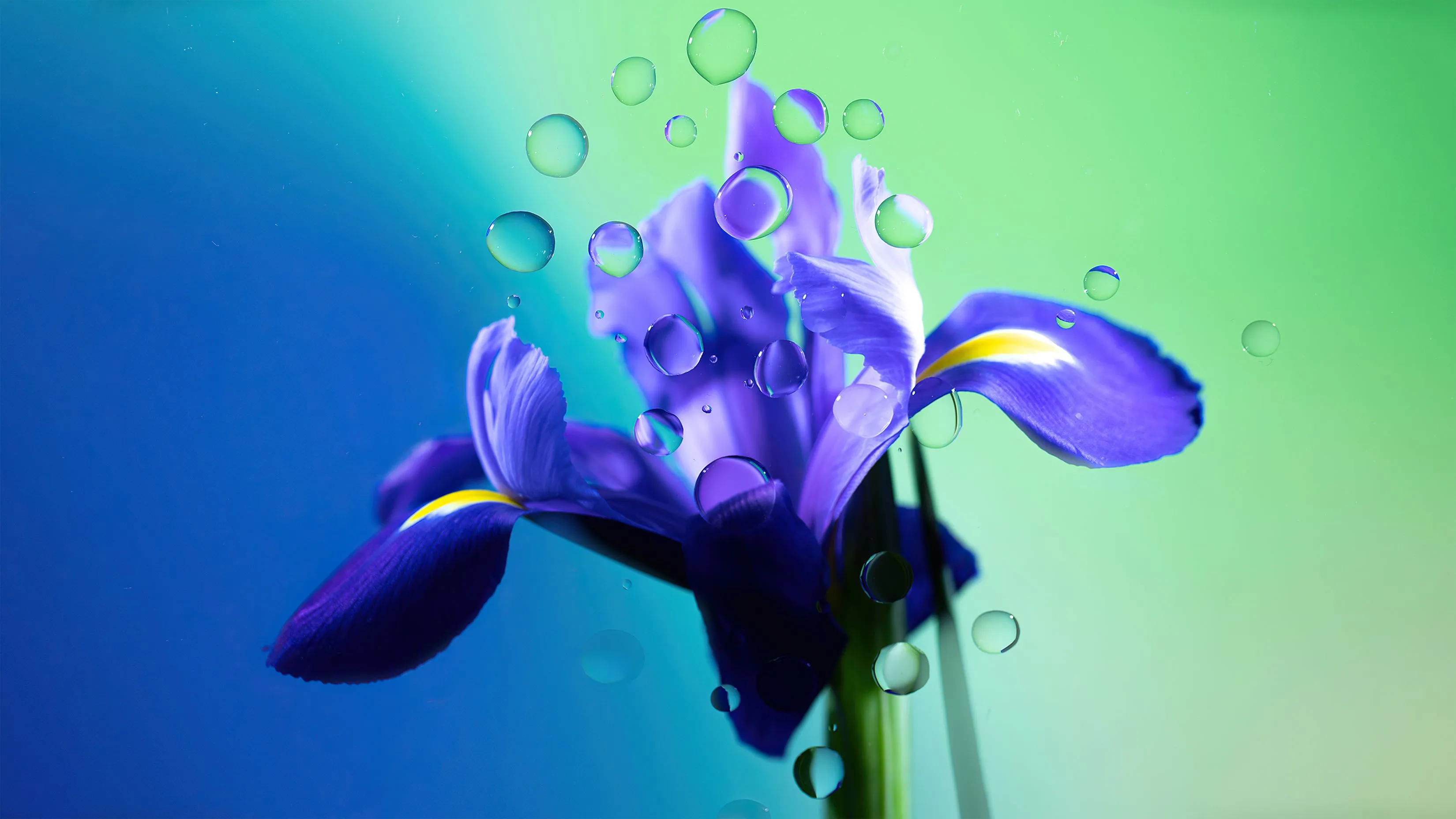 Iris Flower Purple Flower Water Droplets Gradient High Resolution Ultra HD 5K Desktop And Wallpaper For MacOS And Windows PCs