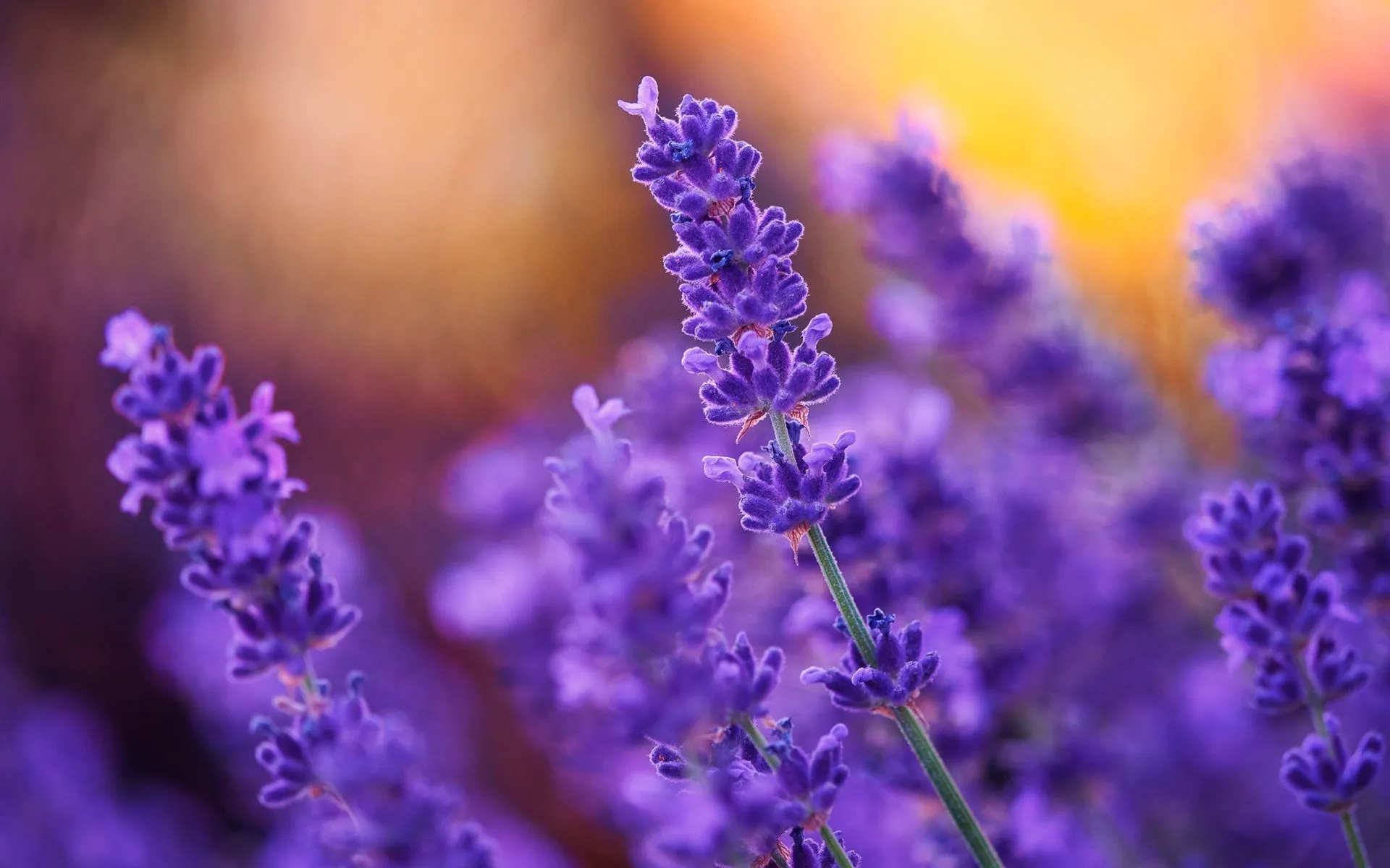 Wallpaper Purple flowers, lavender, plant 1920x1200 Picture, Image