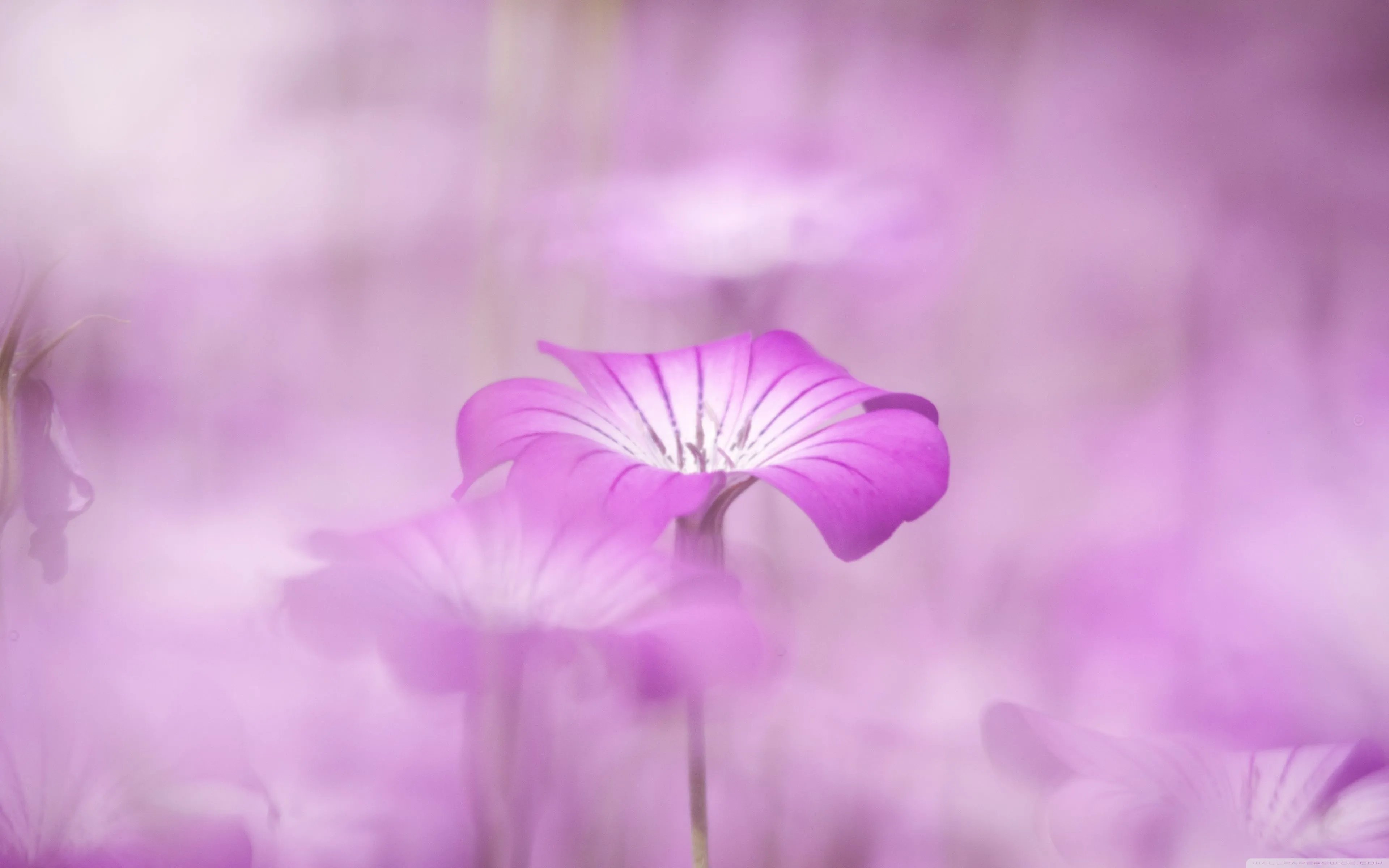 Purple Flowers Tumblr 4K UHD Wallpaper for UltraHD Desktop and TV, Widescreen and UltraWide Display, Smartphone and Tablet Devices