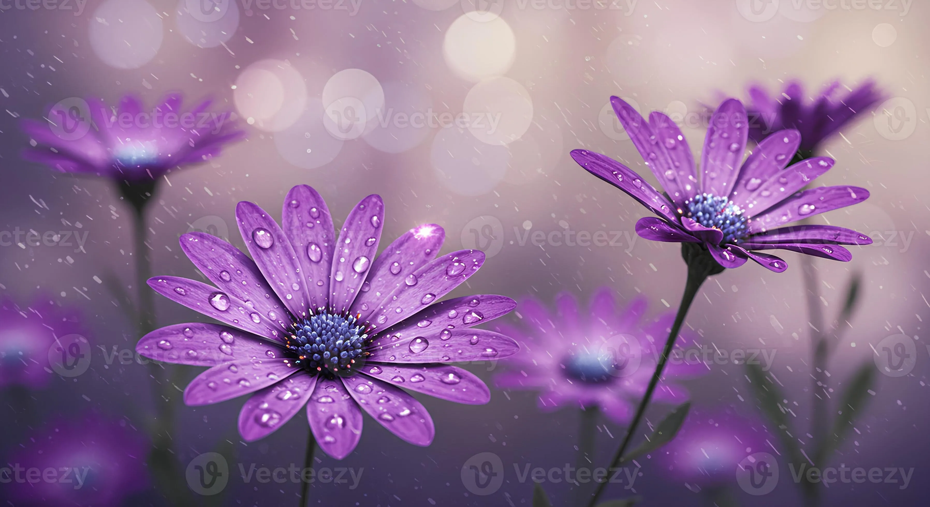 Purple Flowers in the Rain, a Beautiful Spring Scene
