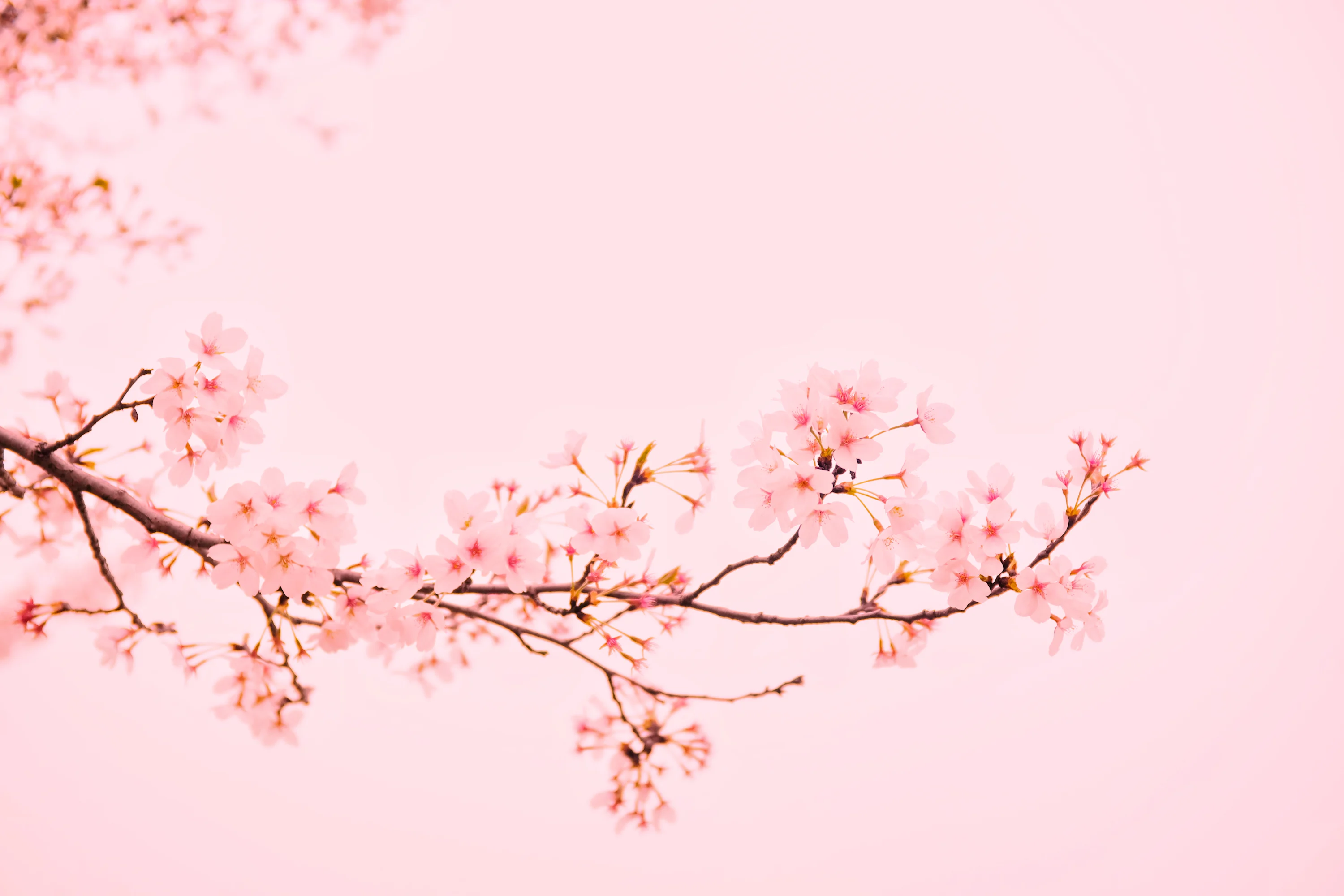 Pink Wallpaper: Free HD Download [4K]