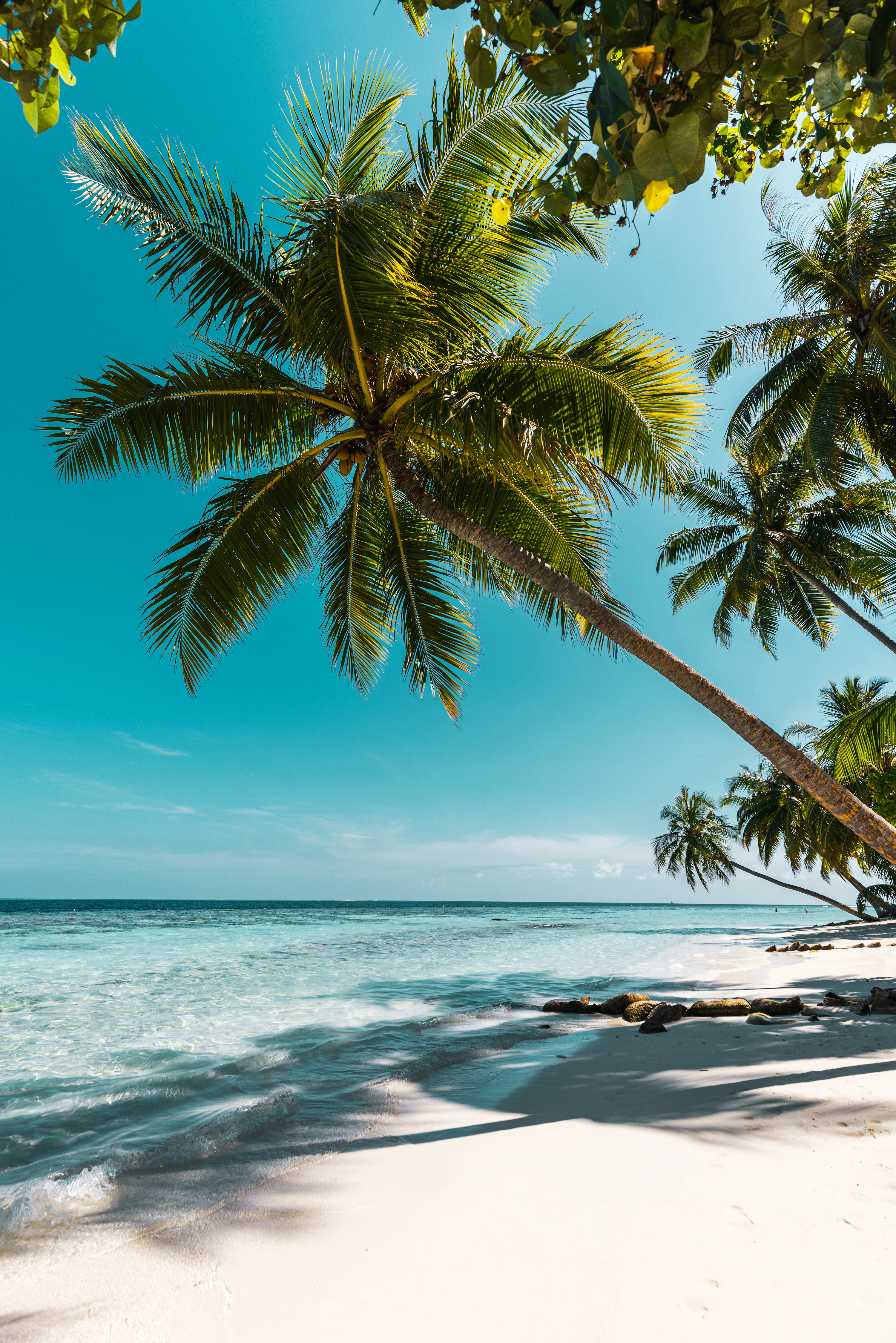 Tropical Beach Picture. Download Free Image