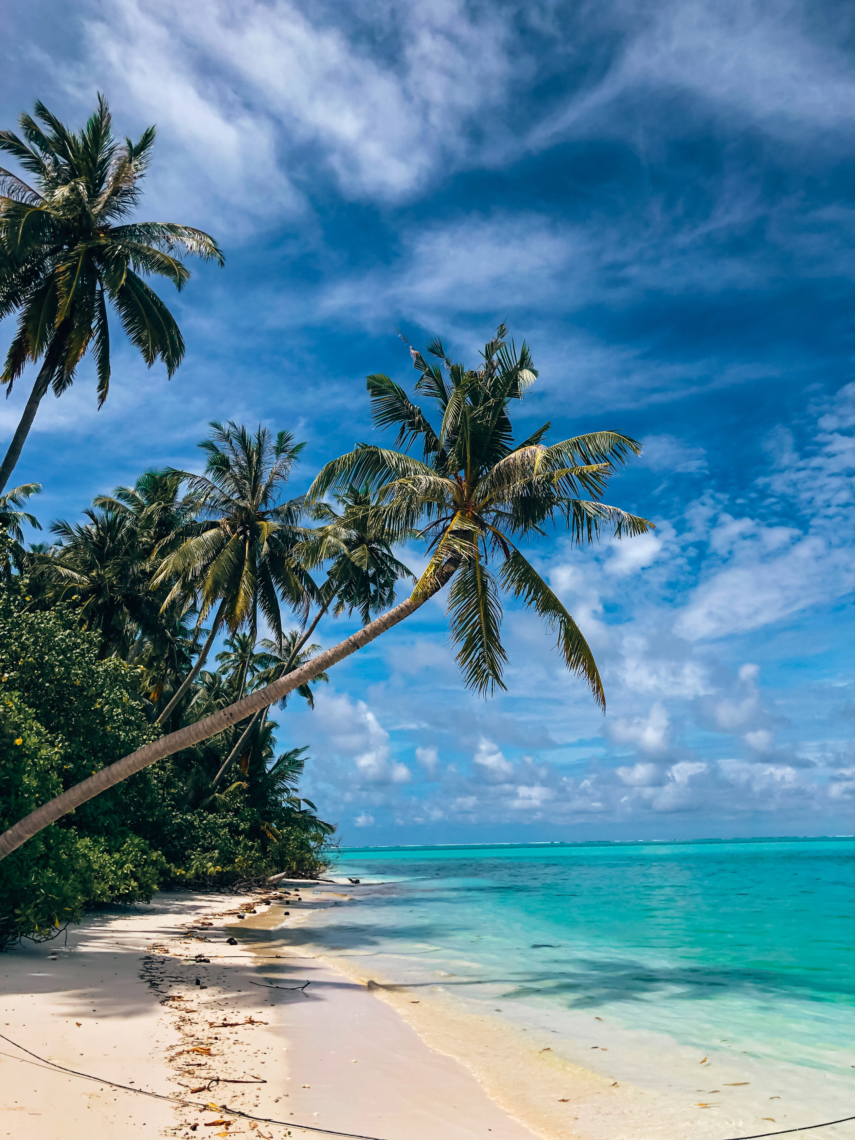 A tropical beach with palm trees and clear blue water photo