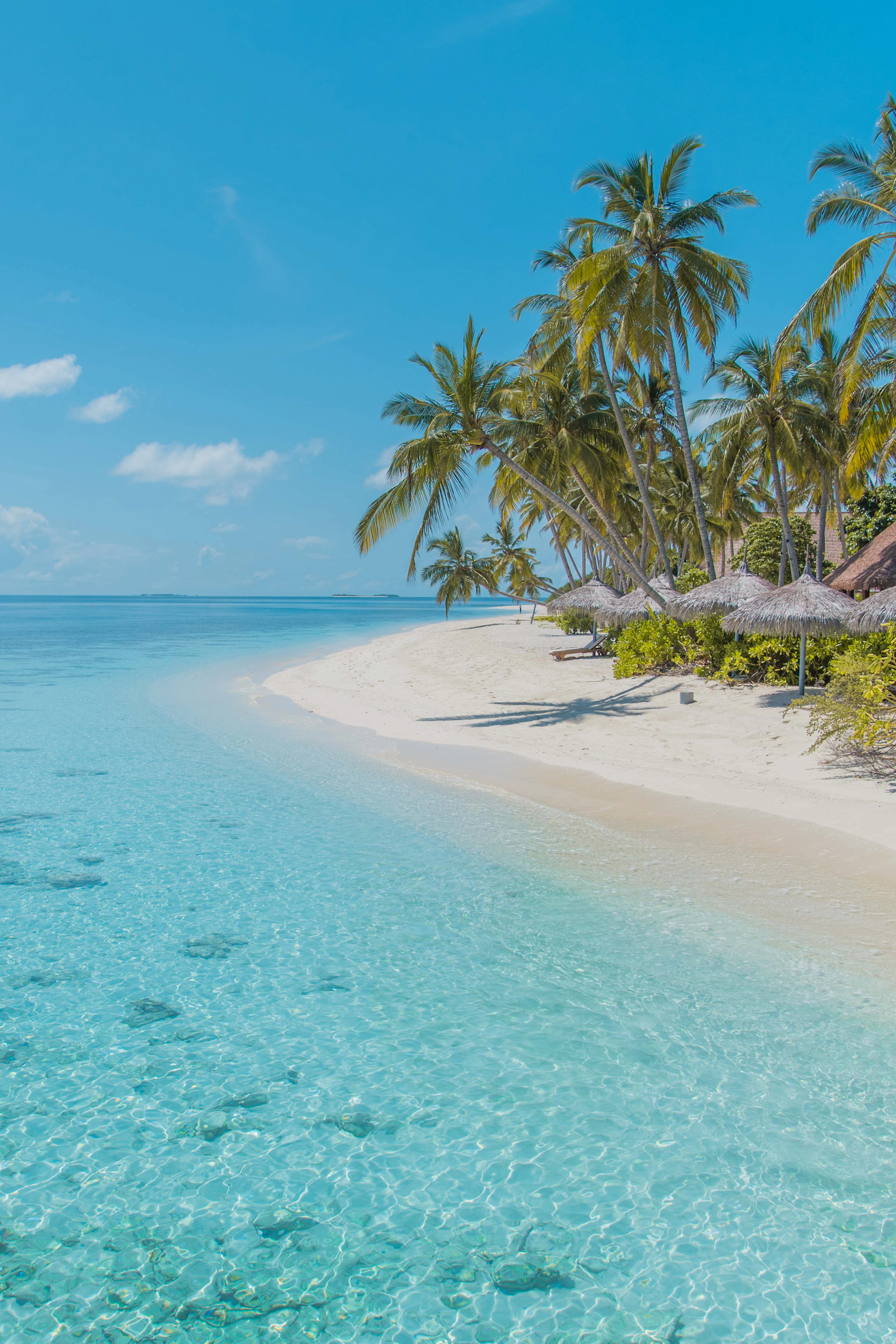 Tropical Beach Picture. Download Free Image
